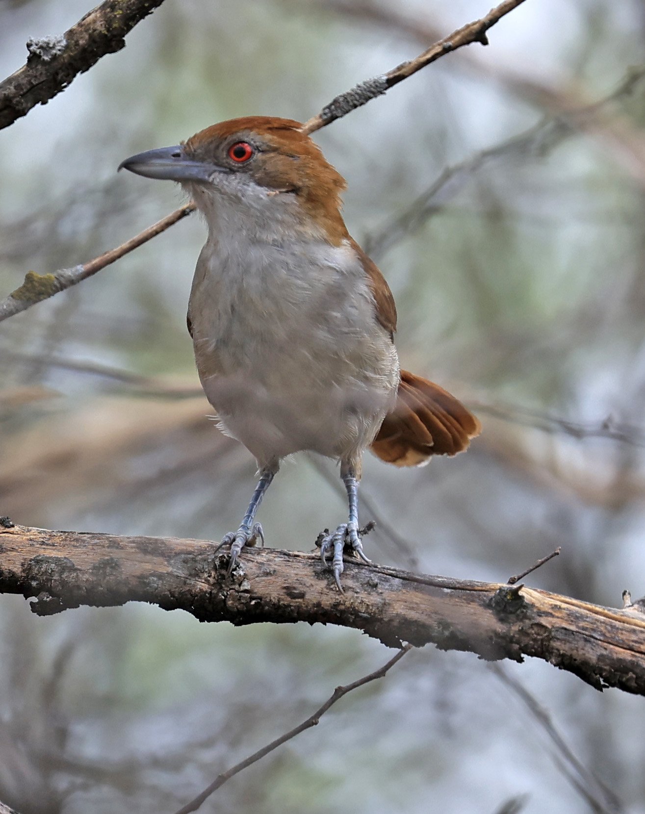 Great Antshrike (Taraba major) La Patria Sideroads Paraguay (2).jpg