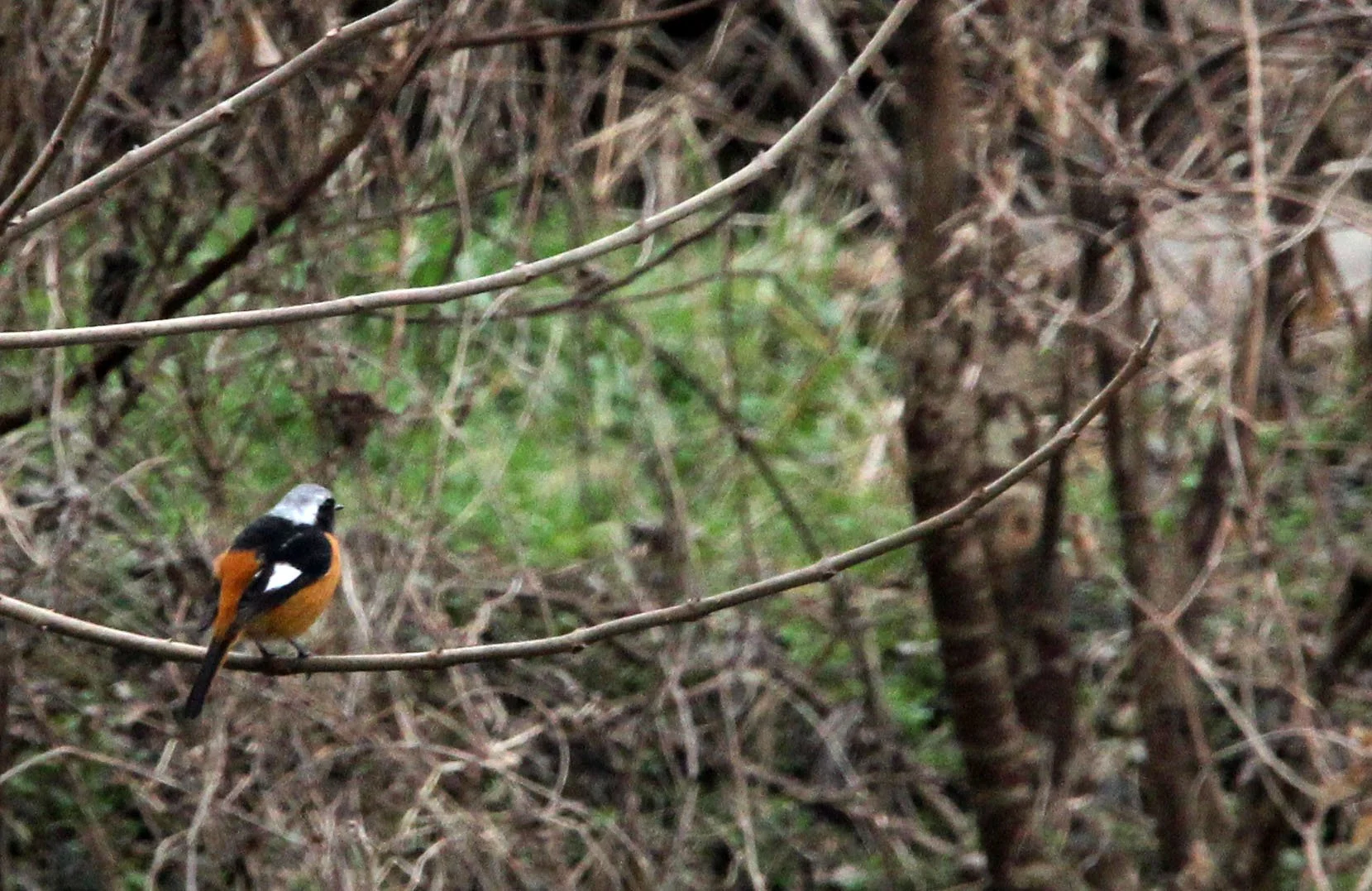 BIRD - REDSTART - DAURIAN REDSTART - LAKE TAI JIANGSU PROVINCE CHINA (1).JPG