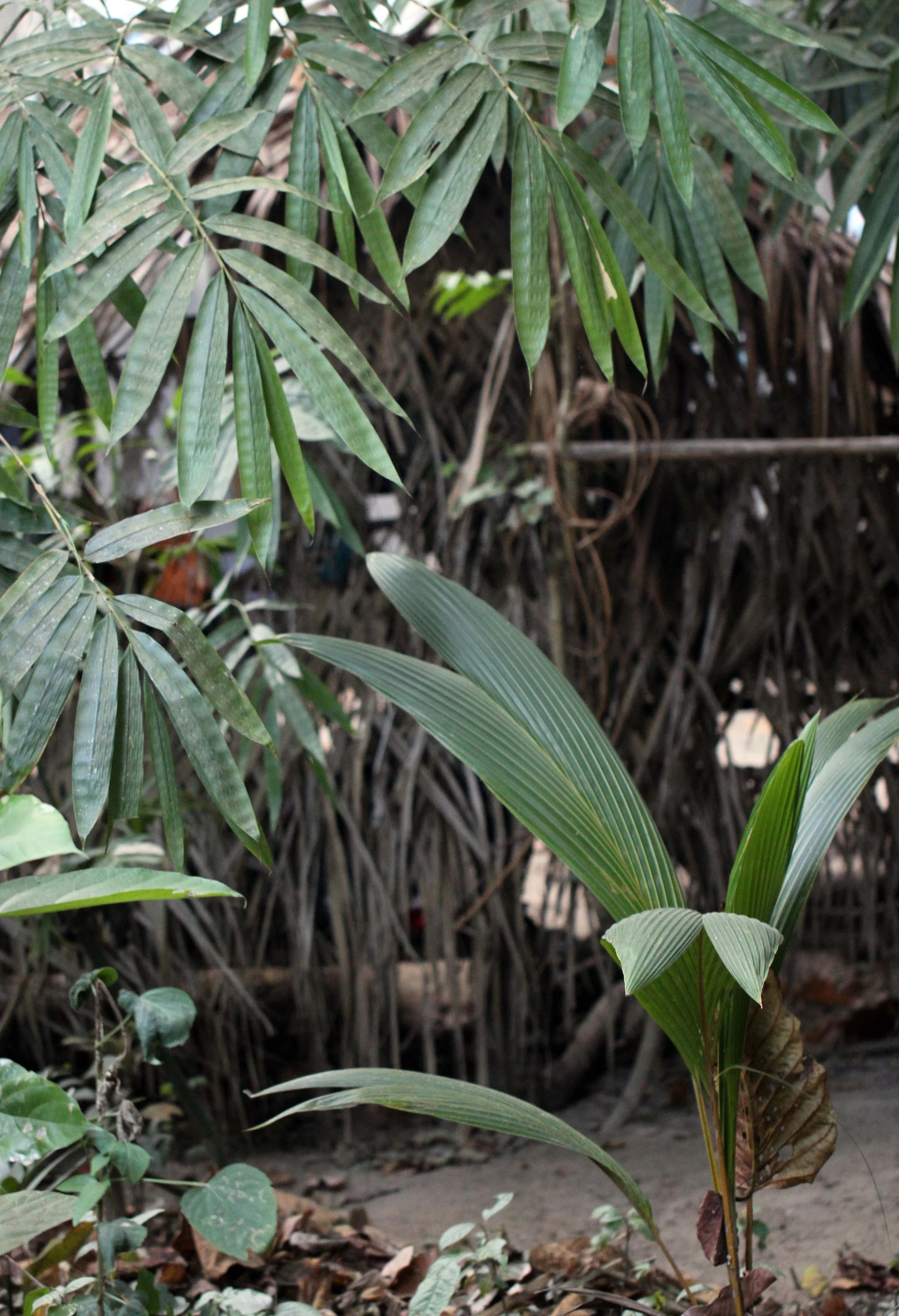 2014 ISB Trip to Patthalung Maniq Village (Sakai People) (18).JPG