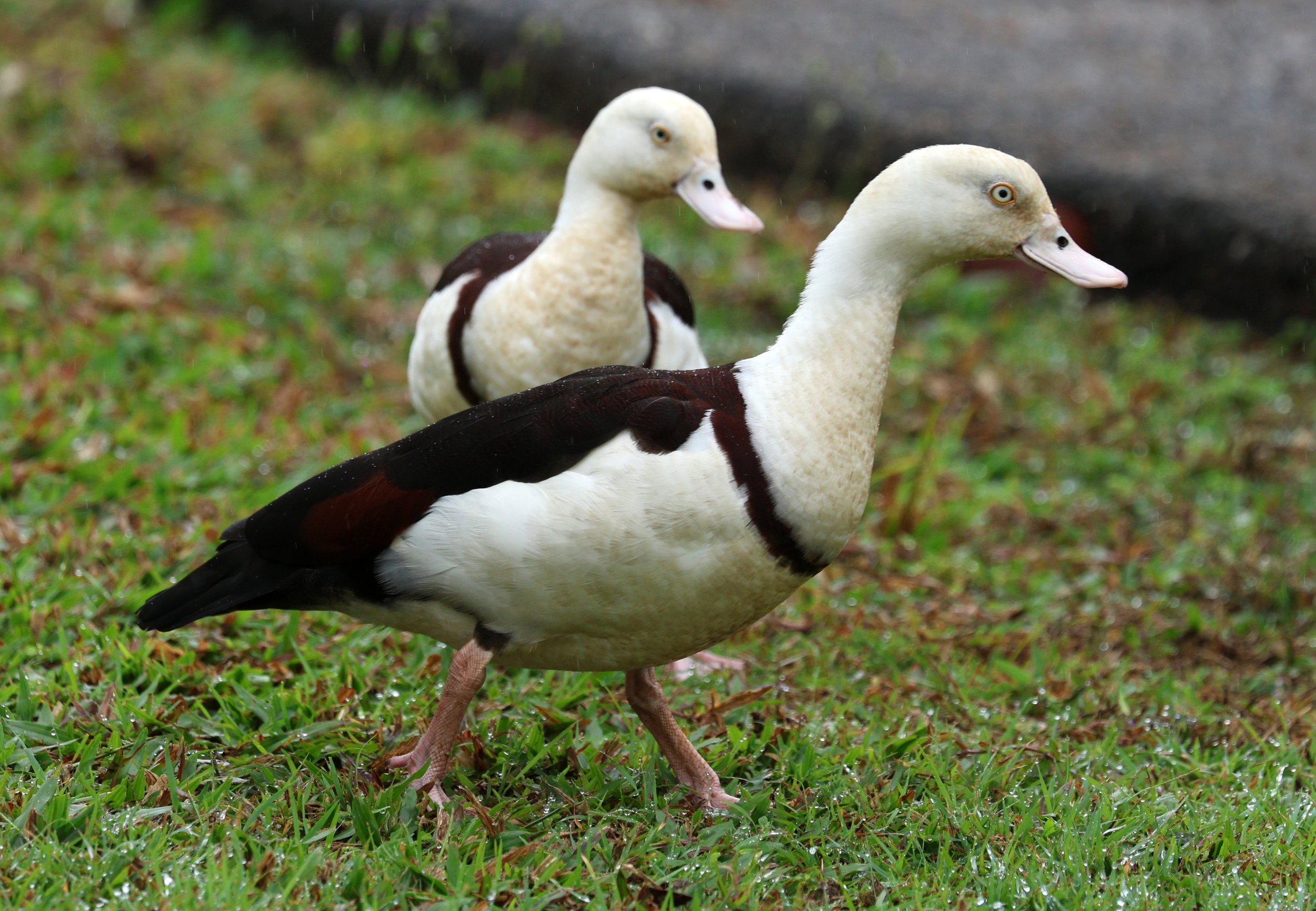 Radjah Shelduck (Tadorna radjah) Daintree Town, Daintree River - Queensland (30).jpg