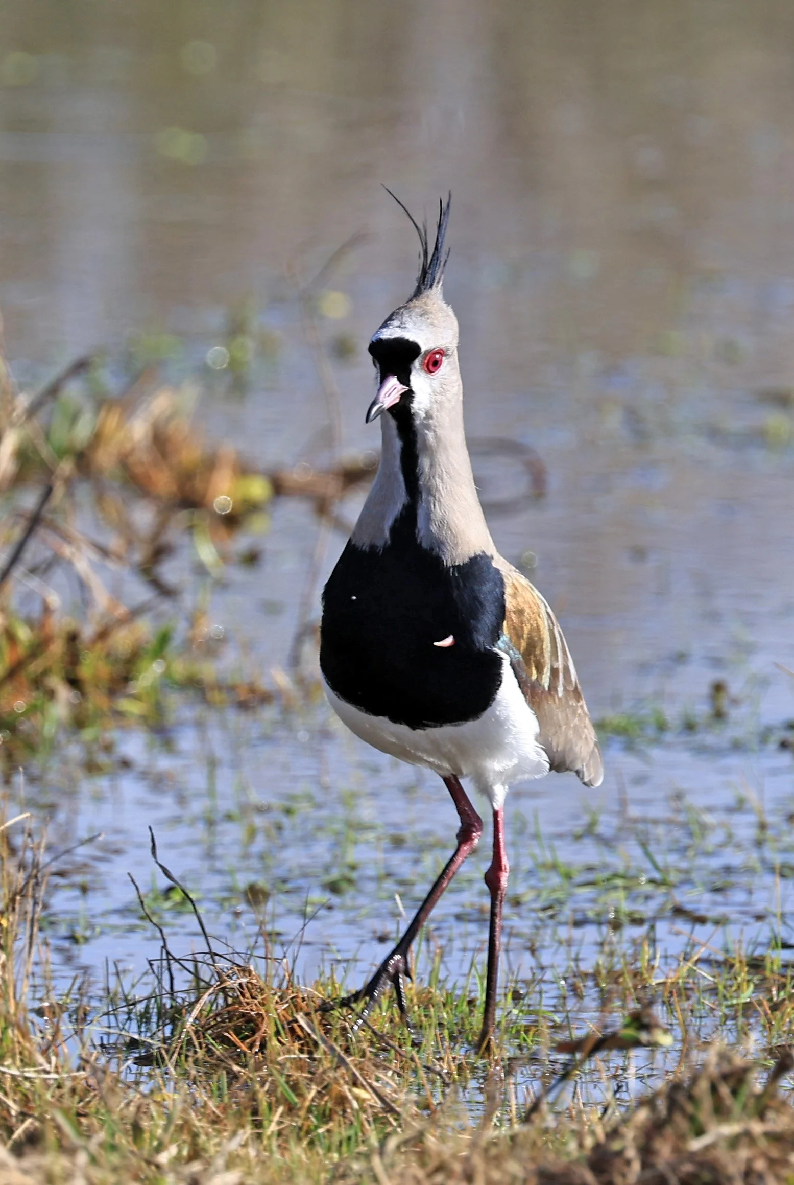 Southern Lapwing (Vanellus chilensis) El Palmar National Park, Entre Rios, Argentina (239).jpg