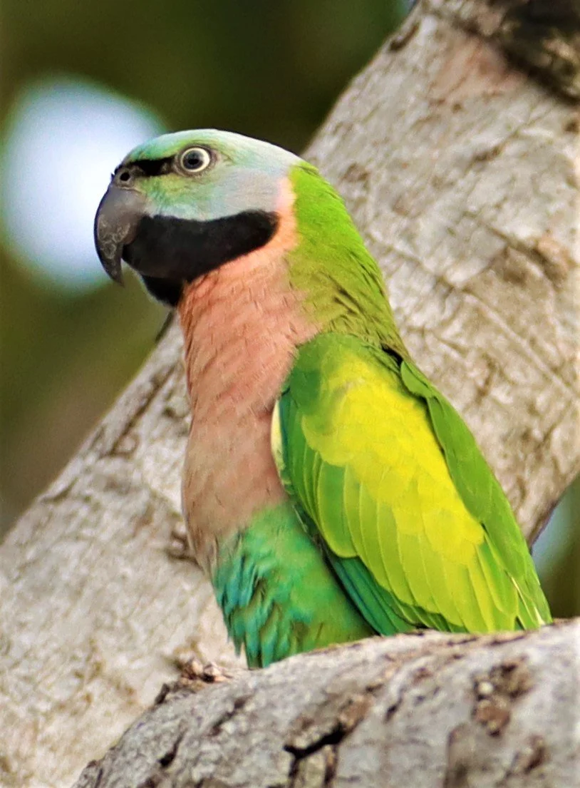 PARAKEET - RED-BREASTED PARAKEET - Psittacula alexandri - WAT SUAN YAI NONTHABURI (7).jpg