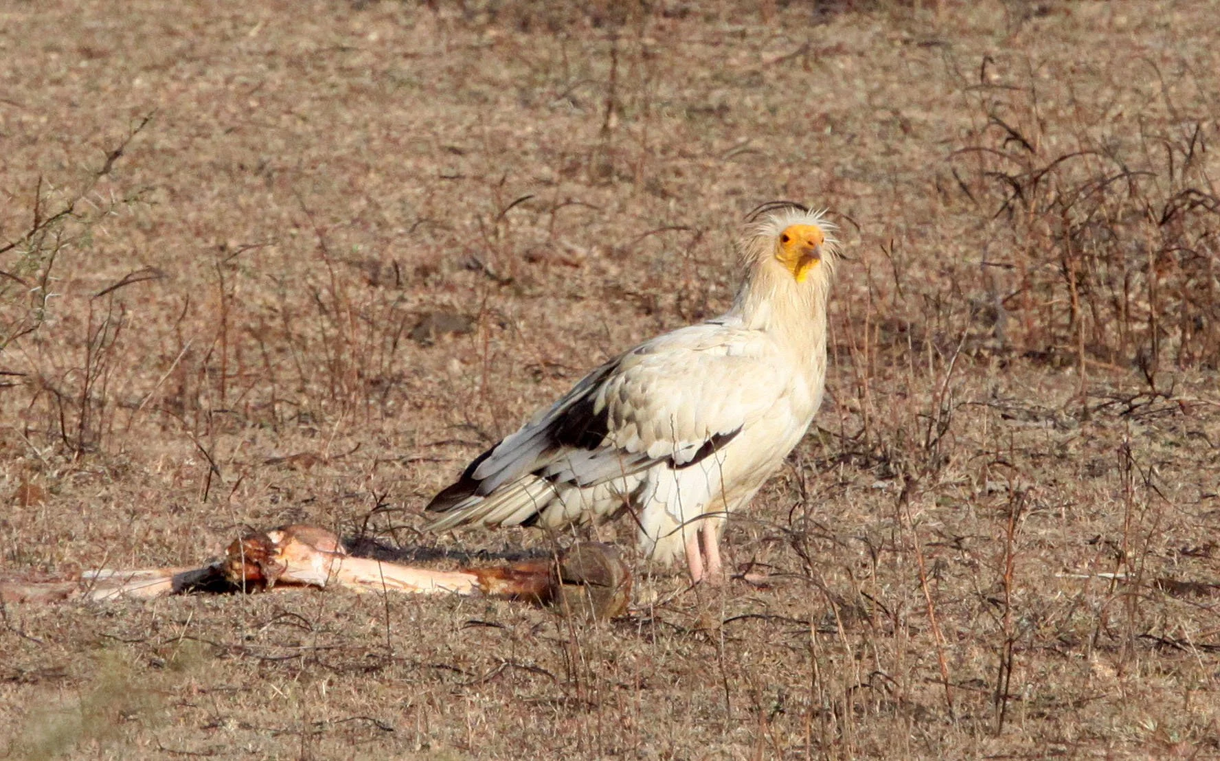 Neophron percnopterus - EGYPTIAN VULTURE - KANHA NATIONAL PARK INDIA (14).JPG