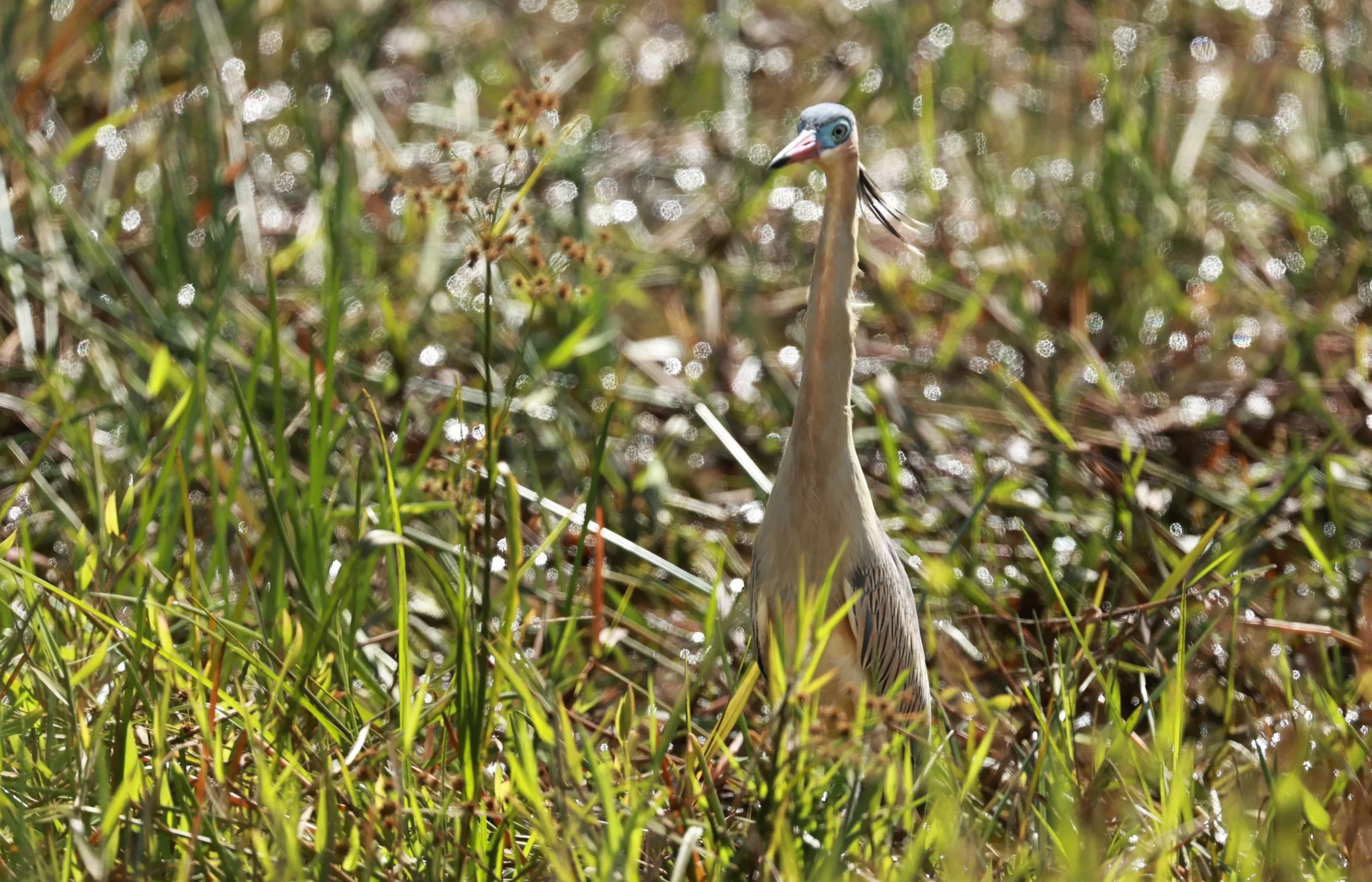 Heron - Whistling Heron - Syrigma sibilatrix - Alfonso Claudio, Espirito Santo Brazil (4).JPG