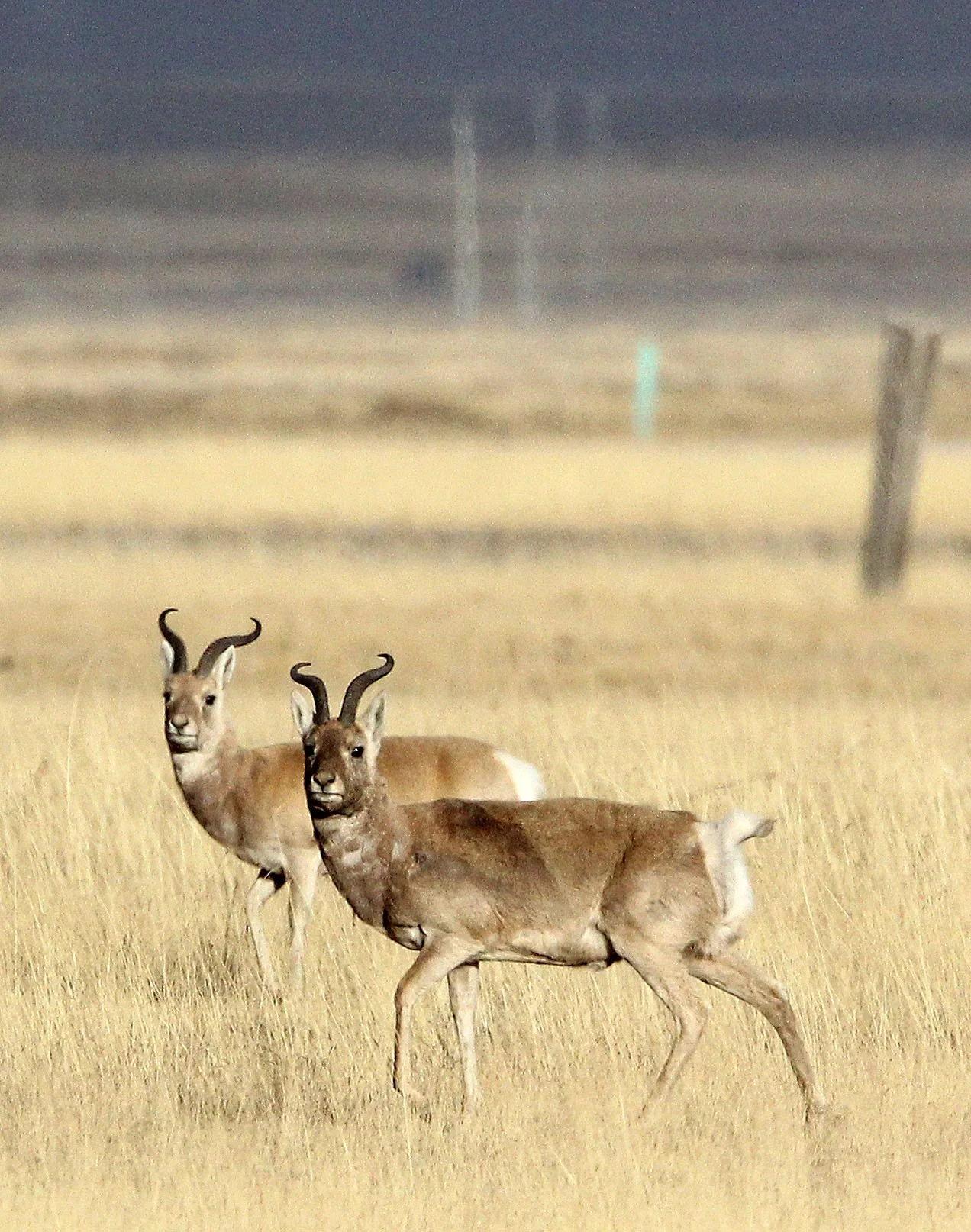 GAZELLE - PRZEWALSKI'S GAZELLE - Procapra przewalskii - QINGHAI LAKE CHINA (86).JPG