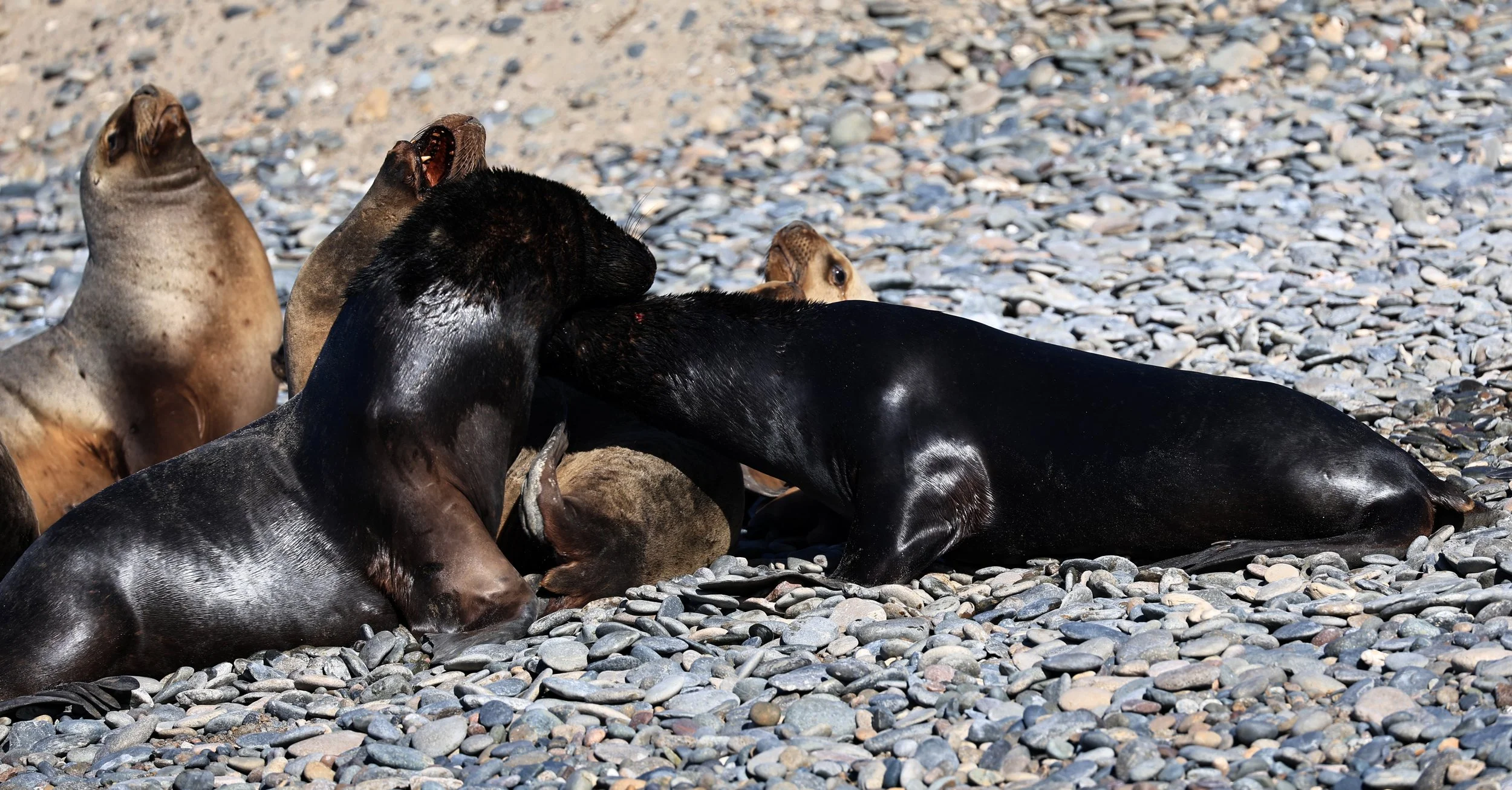 South American Sea Lion (Otaria flavescens) Puerto Rawson Argentina (12).jpg