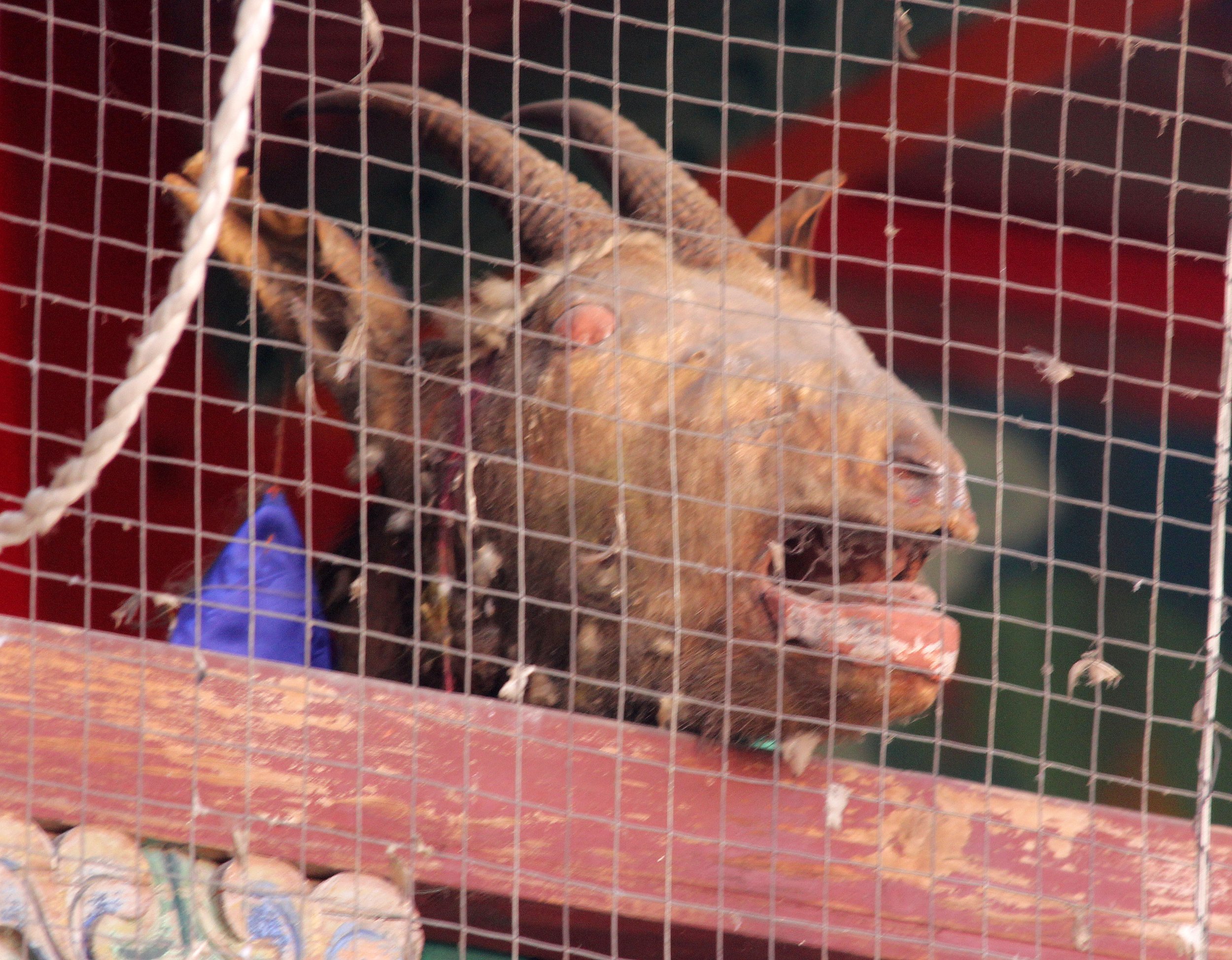 KUNBUM TIBETAN TEMPLE - XINING QINGHAI CHINA (13).JPG