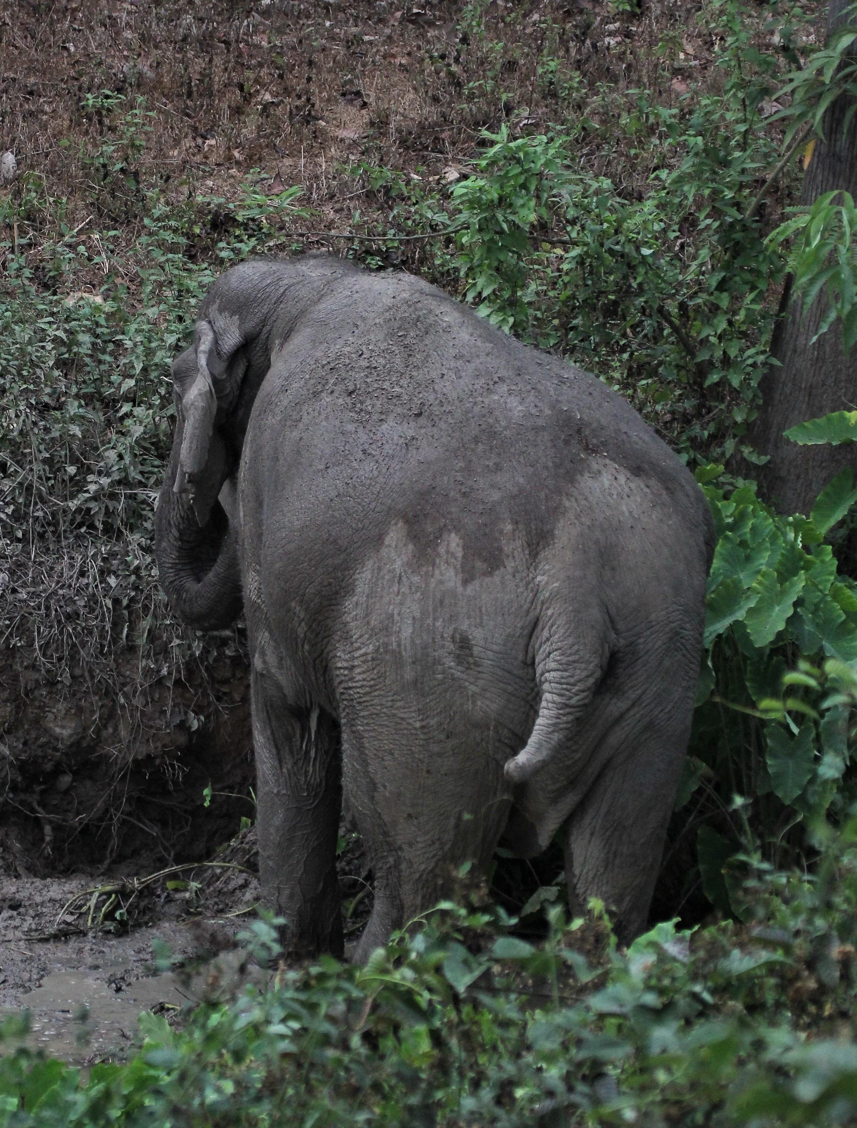ELEPHANT - ASIAN ELEPHANT - Elephas maximus - ASIAN ELEPHANT - KAENG KRACHAN (9).jpg