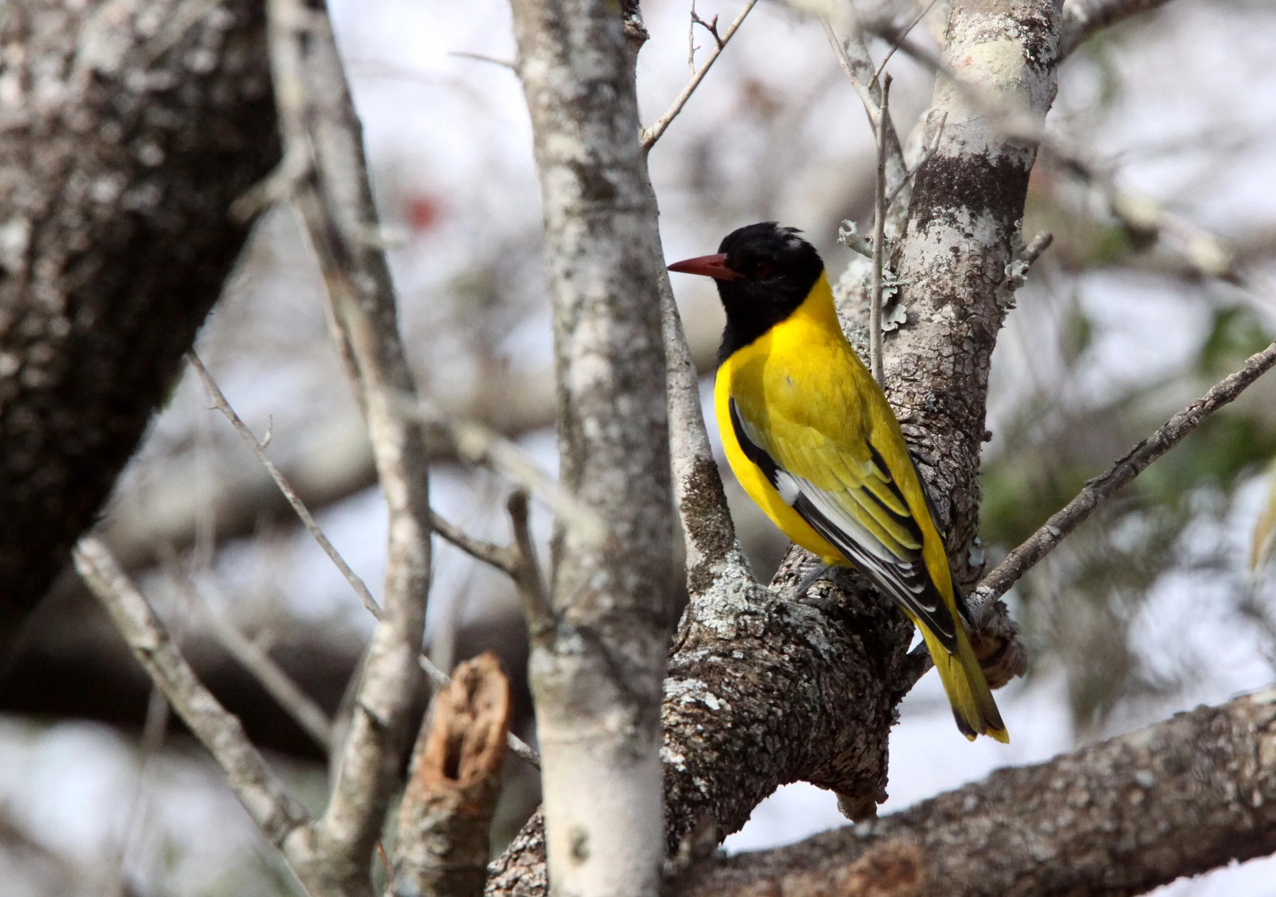 Eastern Black-headed Oriole (Oriolus larvatus) Imfolozi NP South Africa (5).JPG