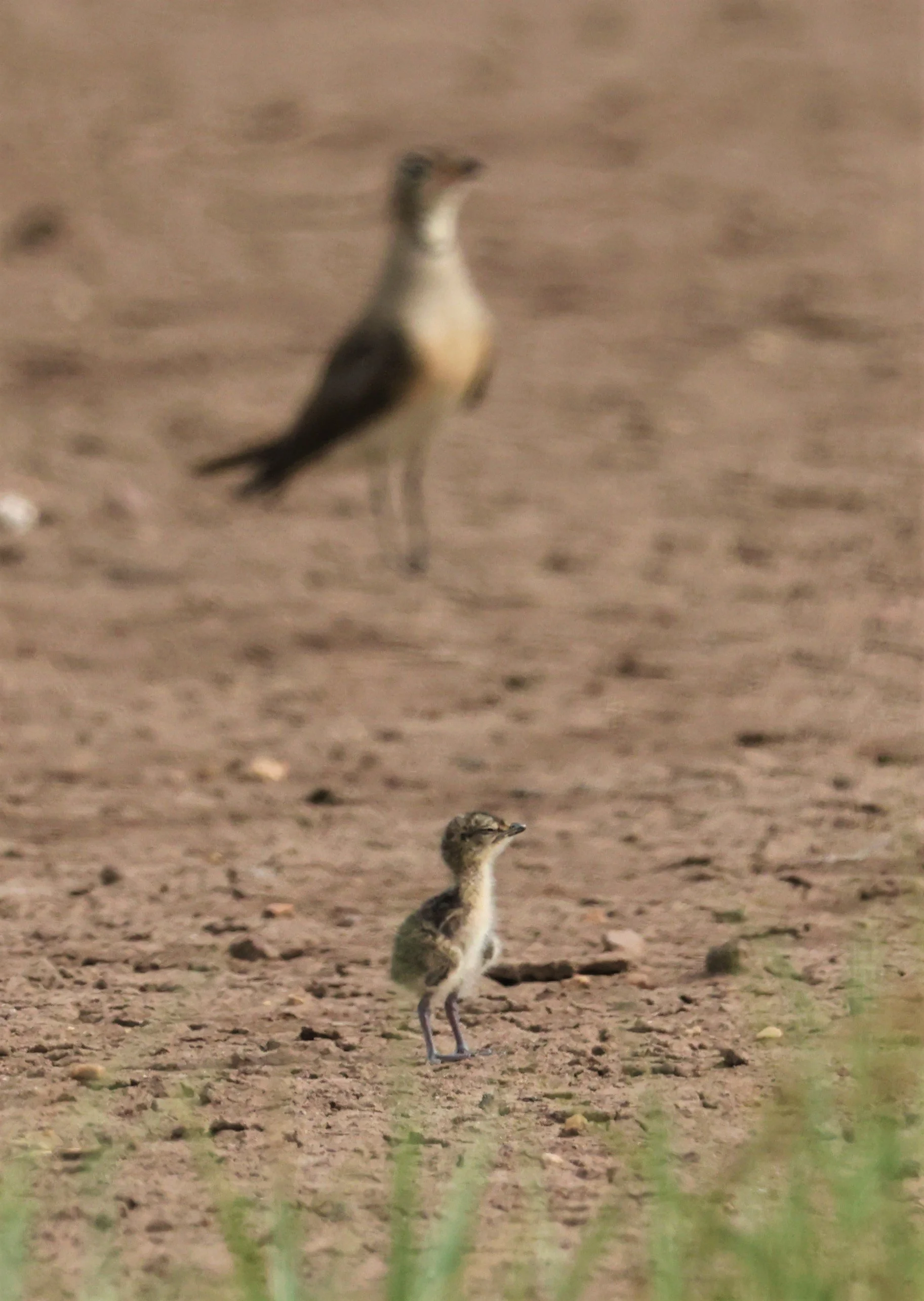 PRATINCOLE - ORIENTAL PRATINCOLE - Glareola maldivarum - BANG KHAEM JUNE 3 2022 (3).jpg