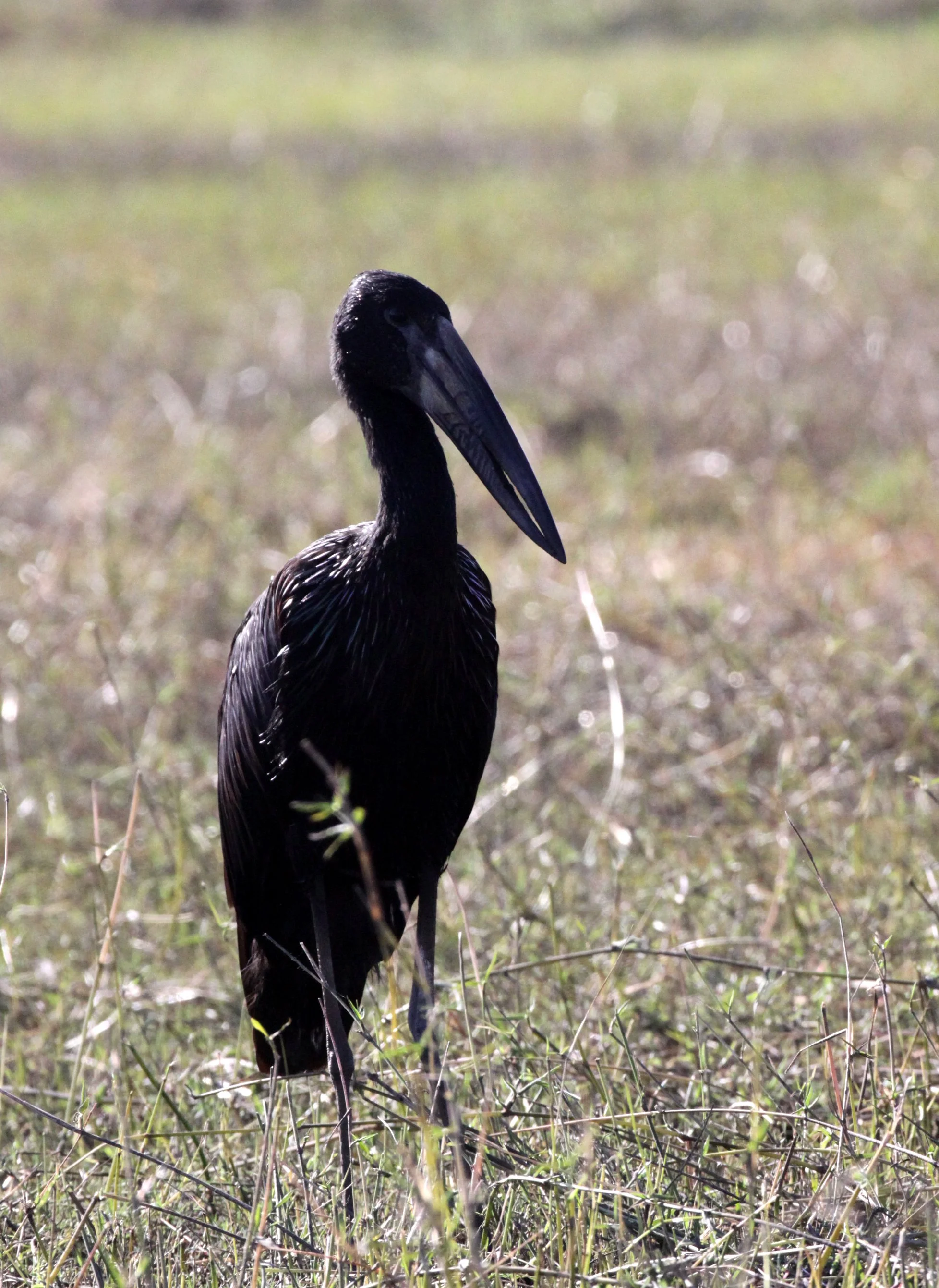 STORK - AFRICAN OPENBILL STORK - Anastomus lamelligerus - CHOBE NATIONAL PARK BOTSWANA (7).JPG