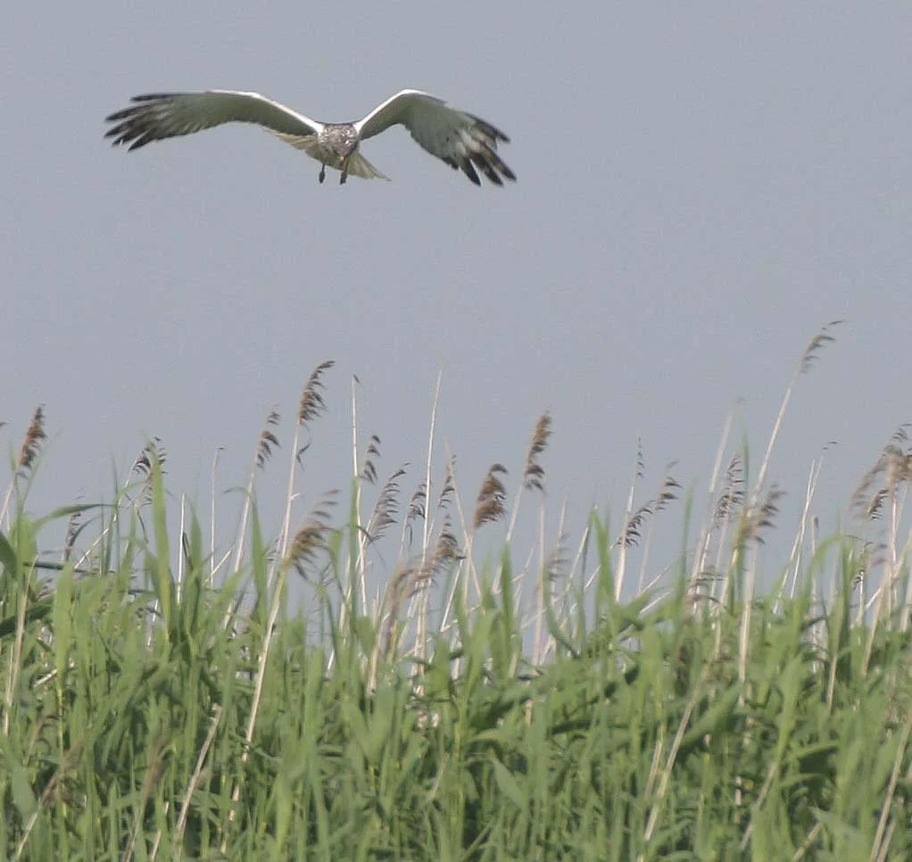 Circus spilonotus - EASTERN MARSH HARRIER - SELENGA DELTA LAKE BAIKAL RUSSIA (20).jpg