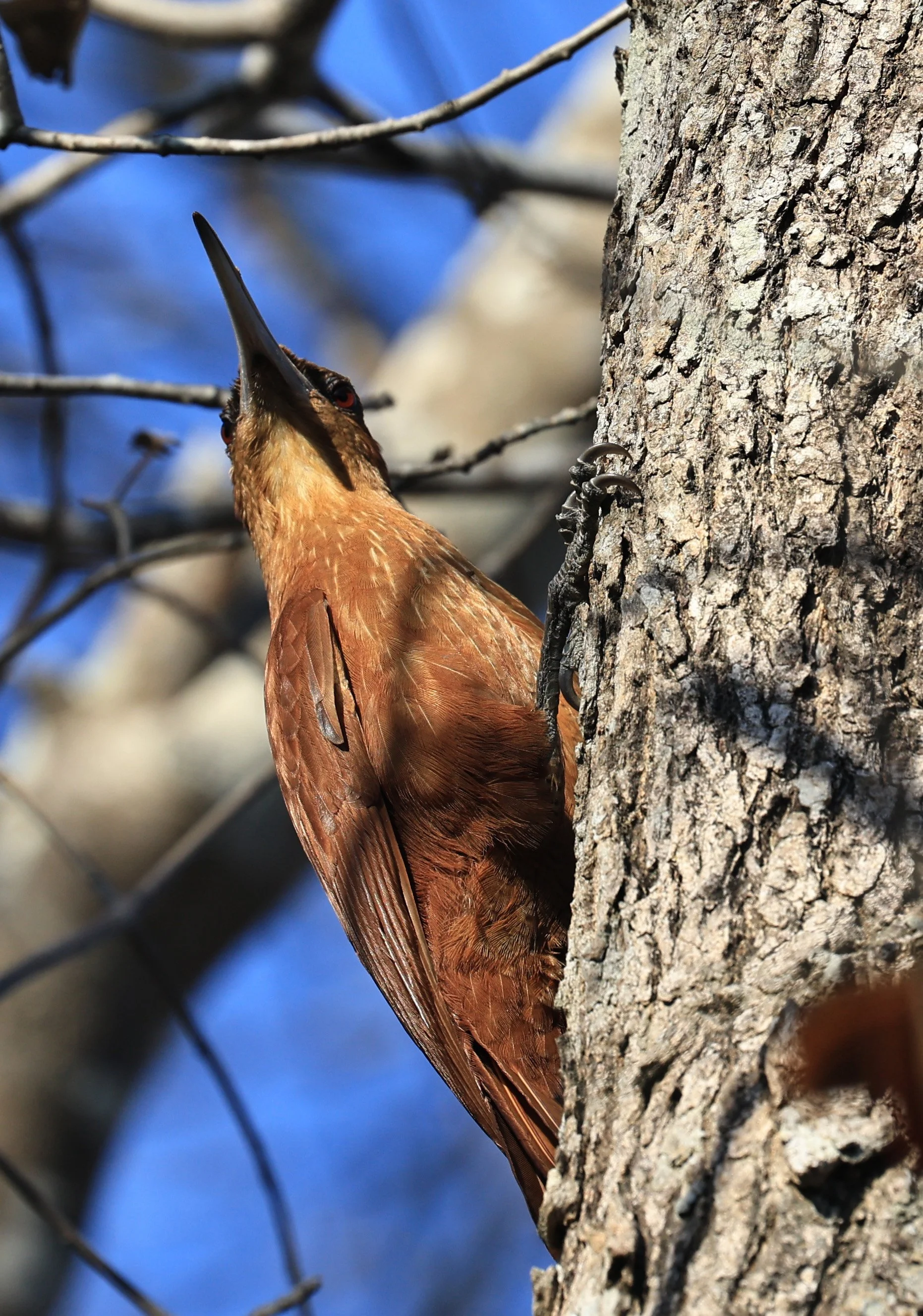 Great Rufous Woodcreeper (Xiphocolaptes major) Agua Dulce Paraguay (21).jpg