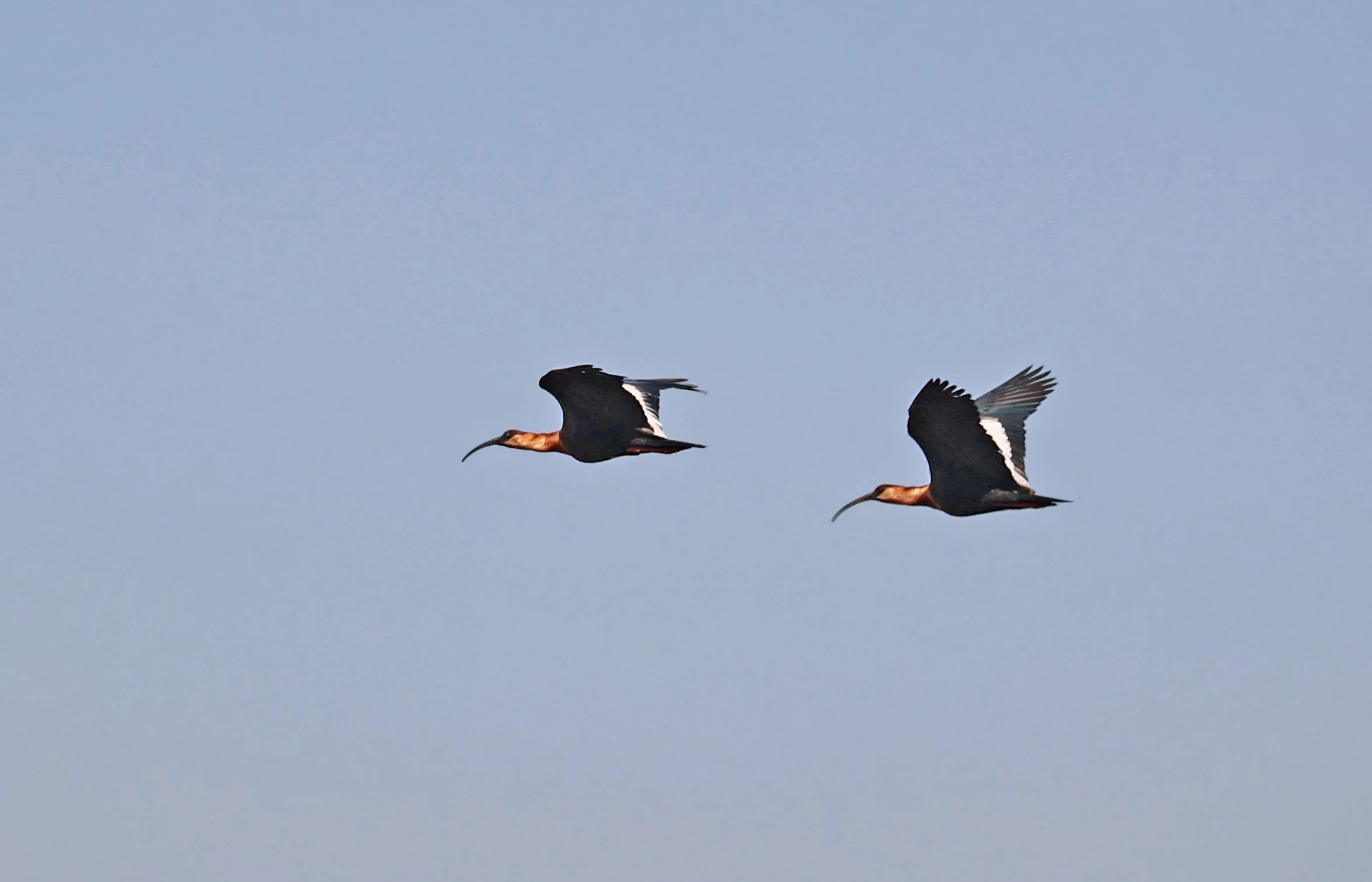Ibis - Buff-necked Ibis - Theristicus caudatus - Emas National Park, Goias State, Brazil (9).jpg