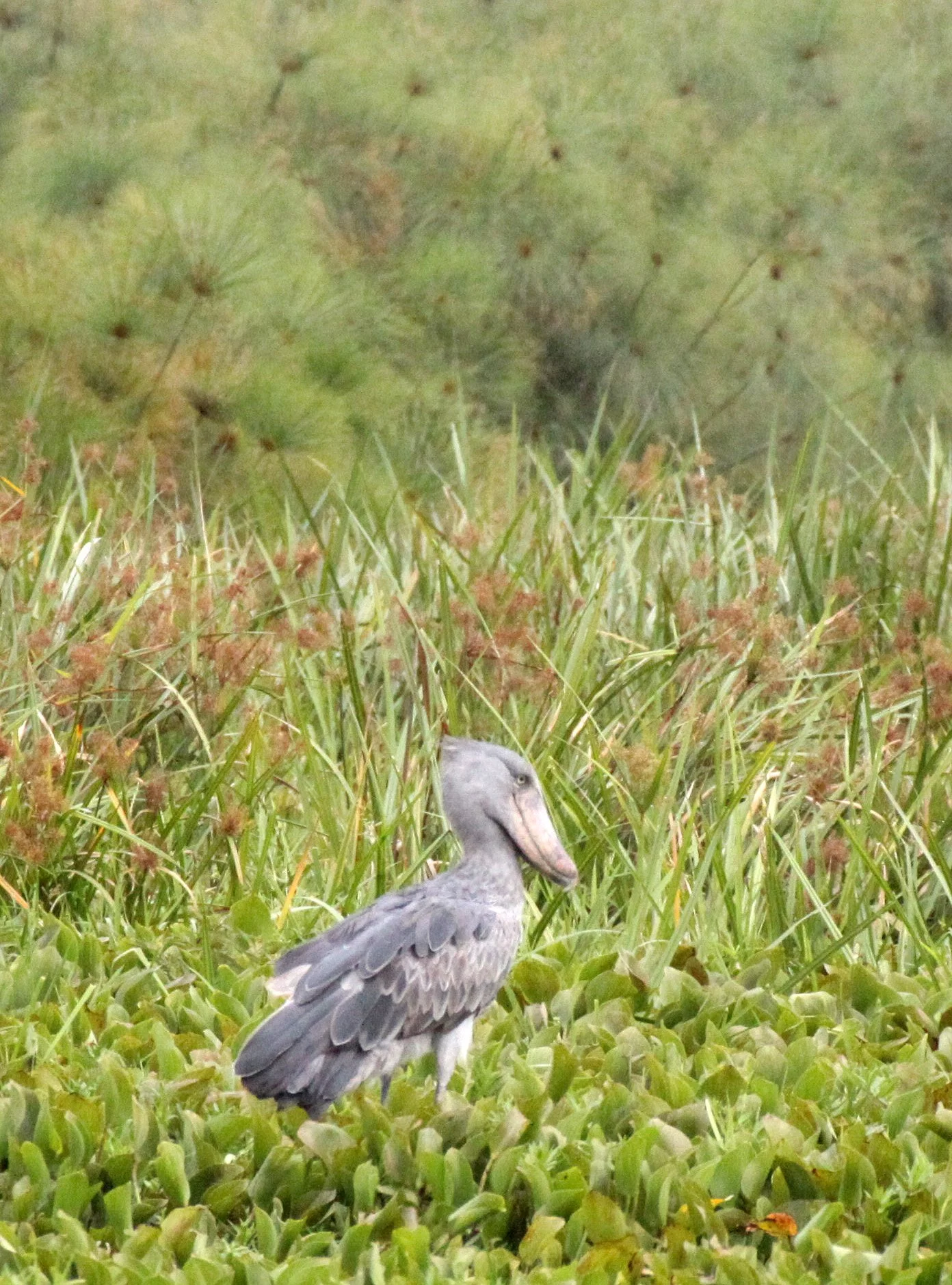 BIRD - STORK - SHOEBILL STORK - MURCHISON FALLS NP UGANDA (4).JPG