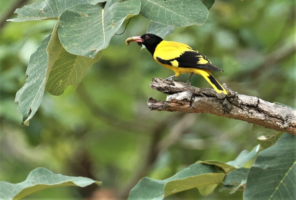 Black-hooded Oriole (Oriolus xanthornus) Huai Kha Khaeng Wildlife Sanctuary Thailand (7).jpg