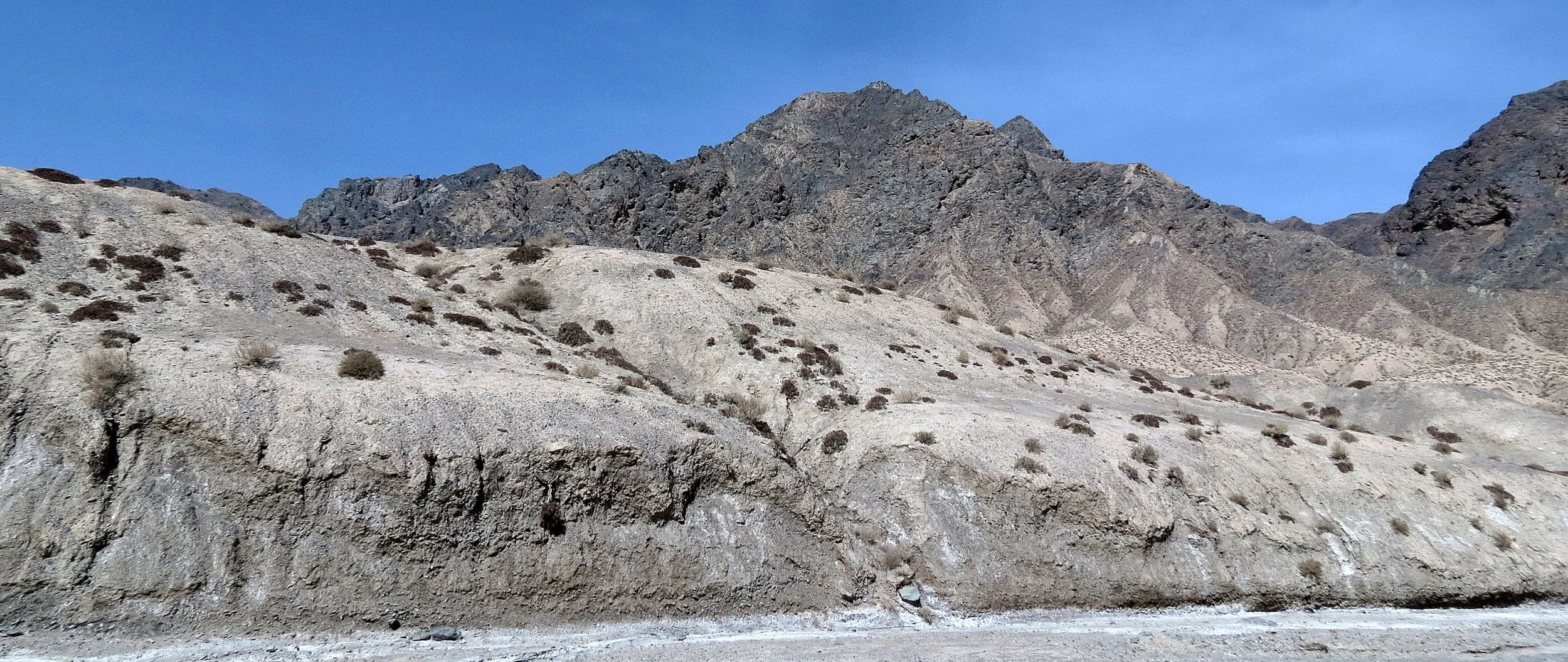 LOP NUR WILD BACTRIAN CAMEL RESERVE - XINJIANG CHINA (2).JPG