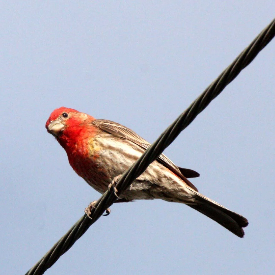 House Finch (Haemorhous mexicanus) Loreto Baja Mexico (5).JPG