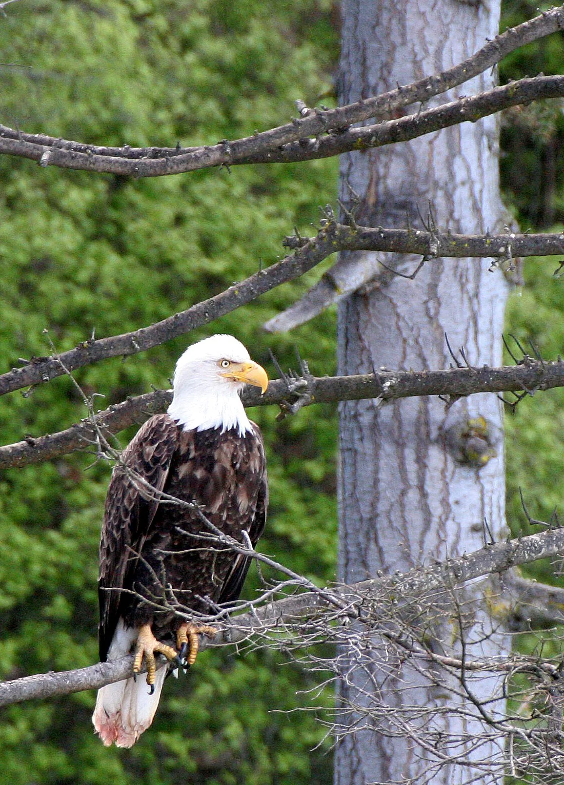 Haliaeetus leucocephalus - AMERICAN BALD EAGLE - LAKE FARM BLUFFS WASHINGTON (196).JPG