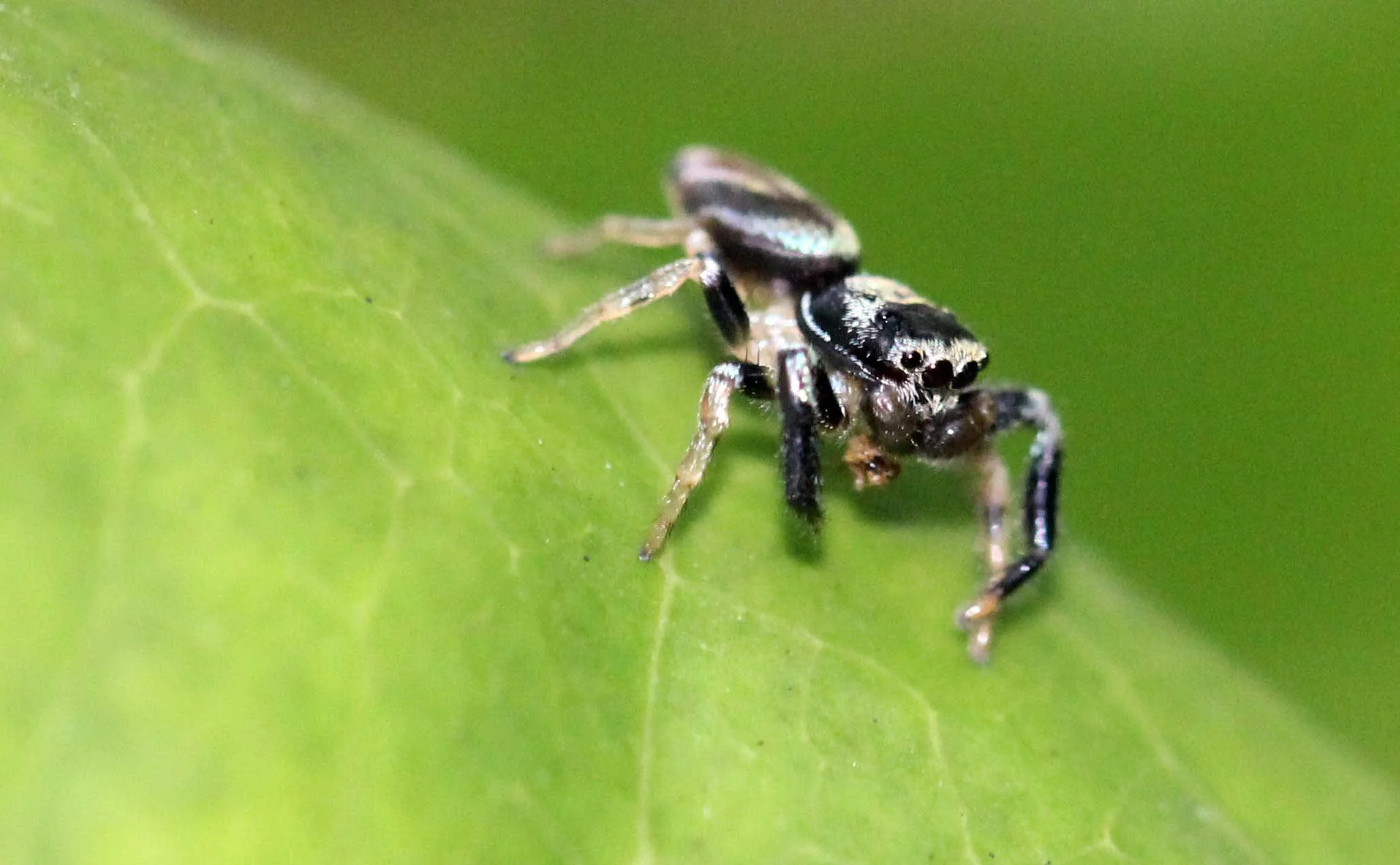 2013 in Nakhonsithammarat and some Krabi with Family (91).JPG