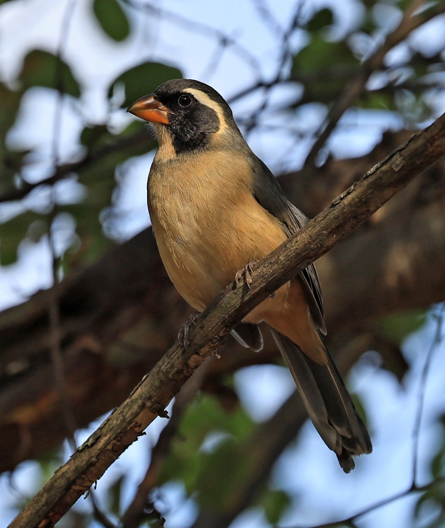 Golden-billed Saltator (Saltator aurantiirostris) Aurora Chaquena Reserve, Neuland Mennonite Colony Paraguay (10).jpg