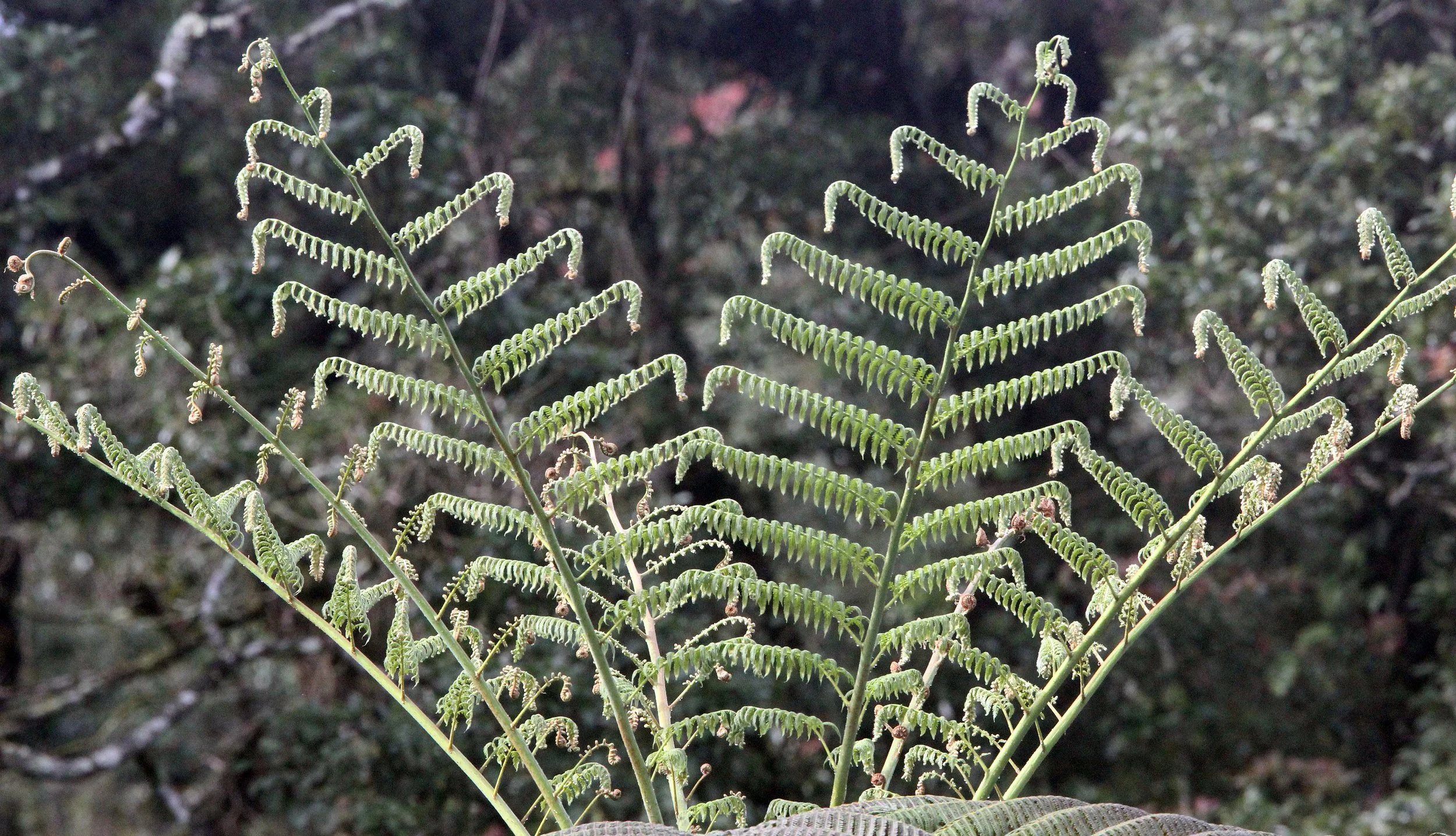 GEDE NATIONAL PARK JAVA BARAT INDONESIA.JPG