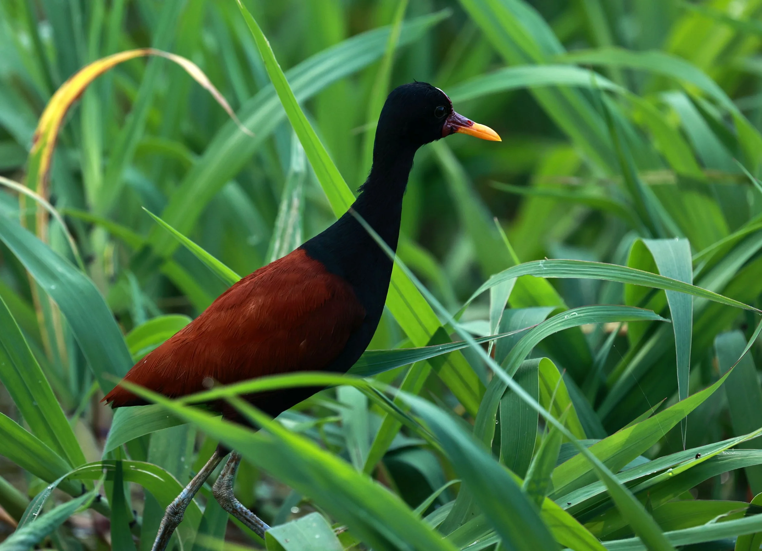Jacana - Wattled Jacana - Jacana jacana - Ariau River & Rio Negro Region Southwest of Manaus (23).jpg