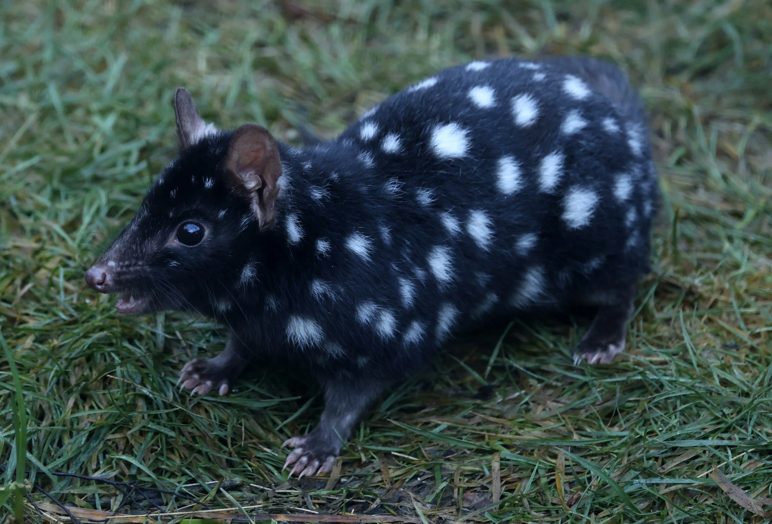 Eastern Quoll (Dasyurus viverrinus) Bruny Island - Tasmania 