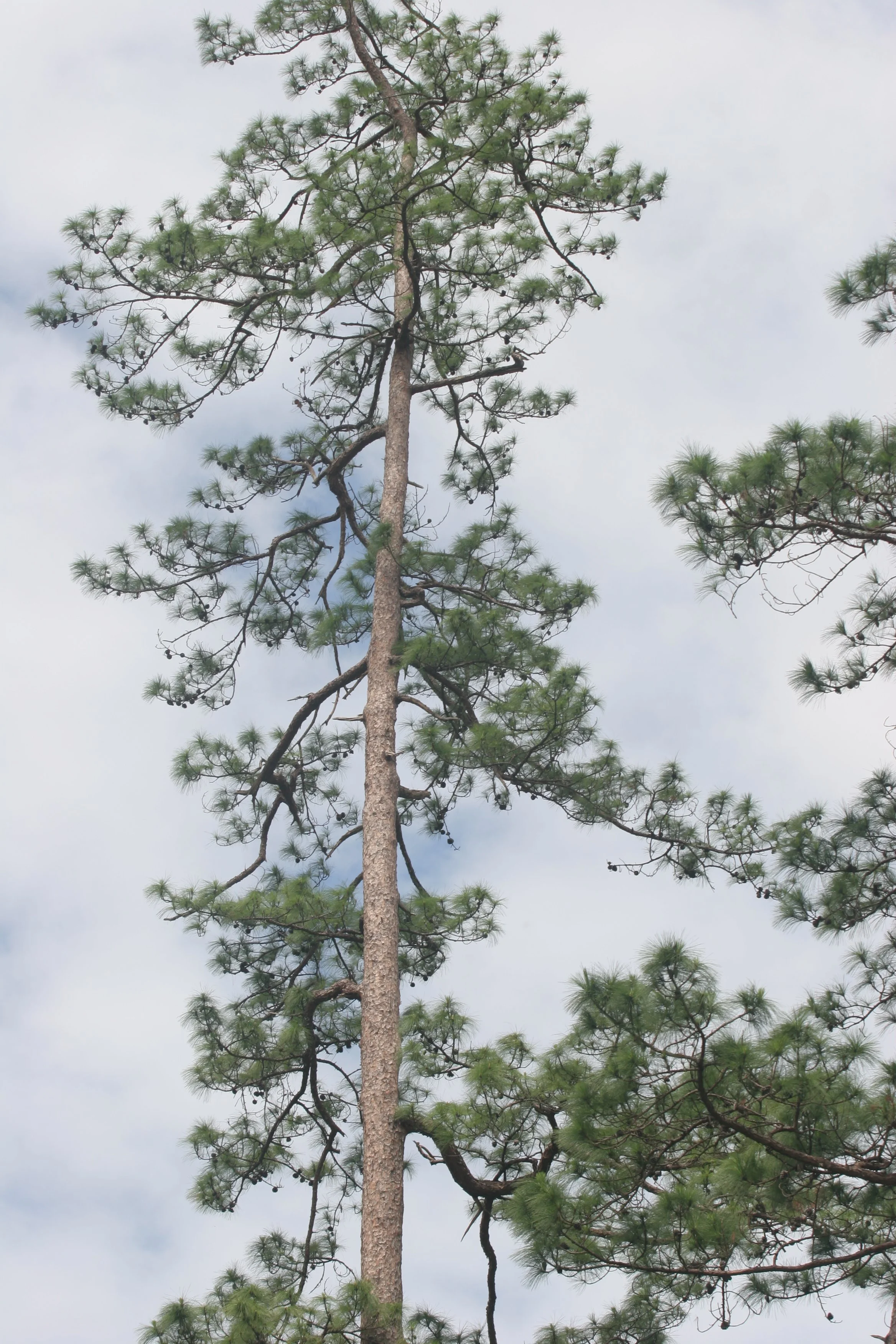 NAM NAO NP - PLANTS (11).jpg