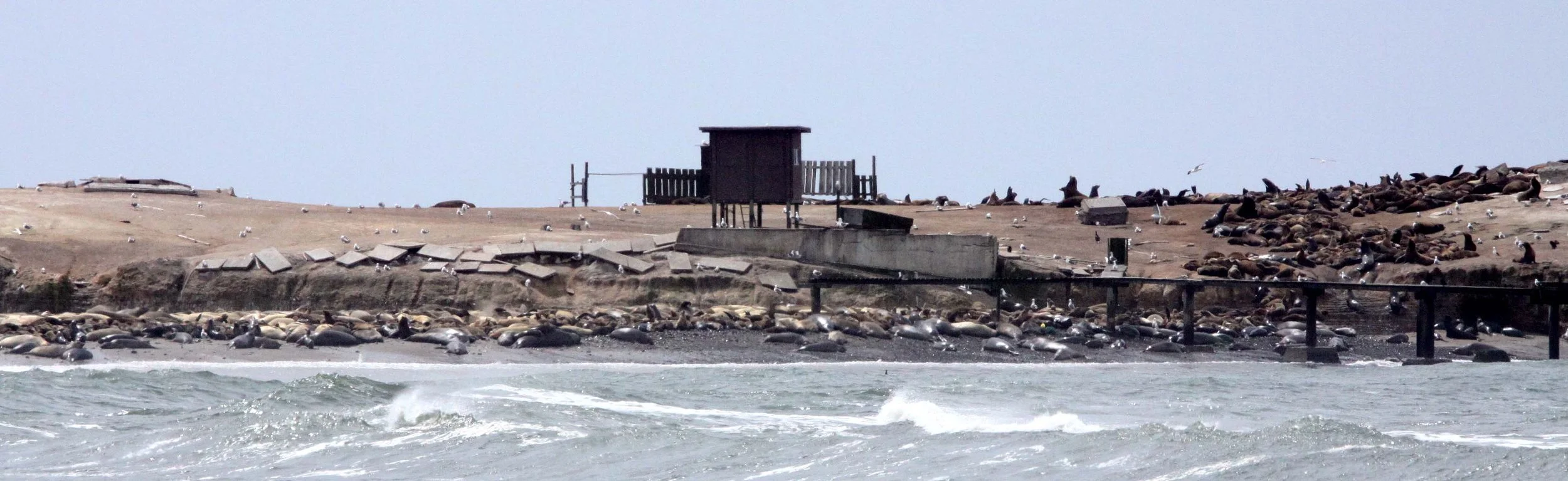 2010-3-31 ANO NUEVO RESERVE CALIFORNIA.JPG