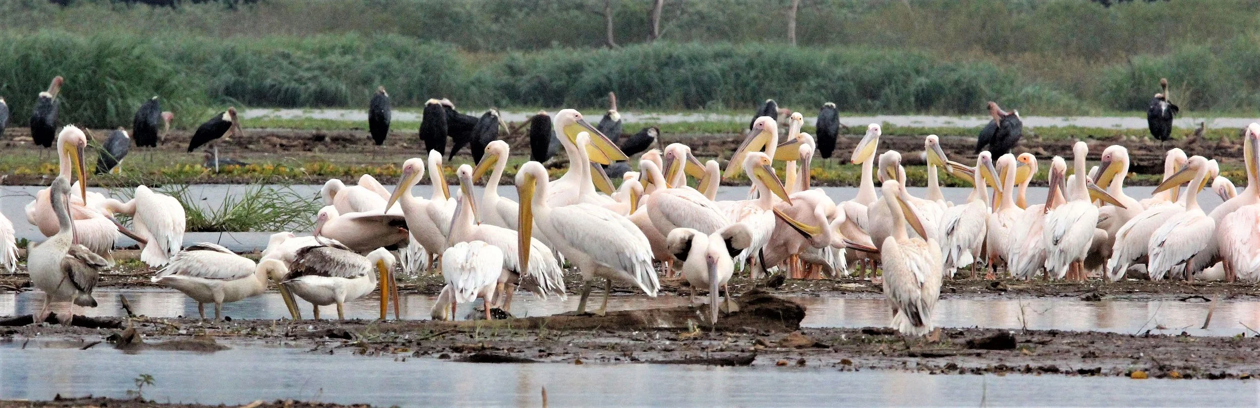 Pelecanus onocrotalus - GREAT-WHITE PELICAN - NECH SAR NATIONAL PARK (2)a.jpg