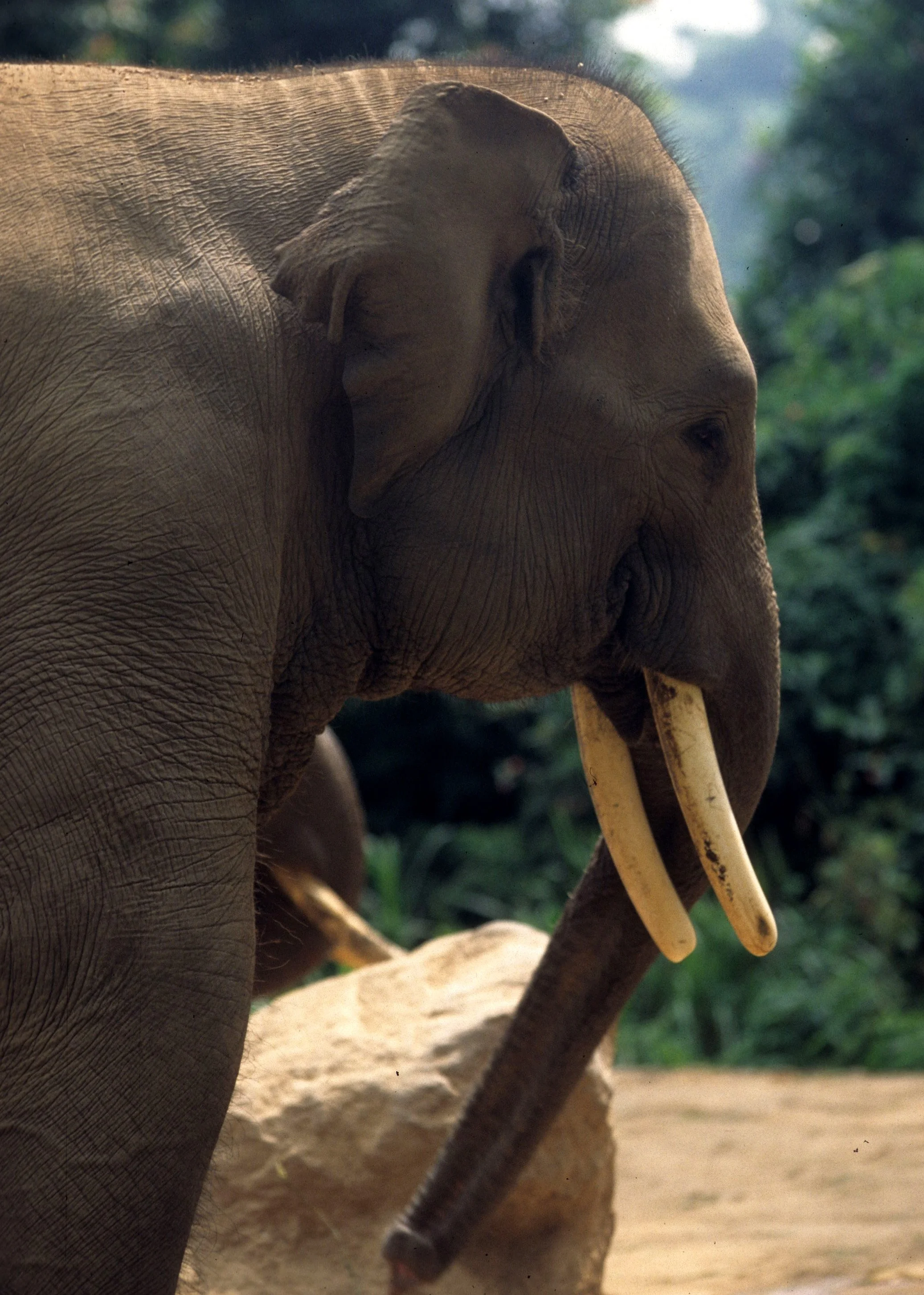 ELEHPANT - ASIAN ELEPHANT - SUMATRAN SUBSPECIES - JAVA.jpg
