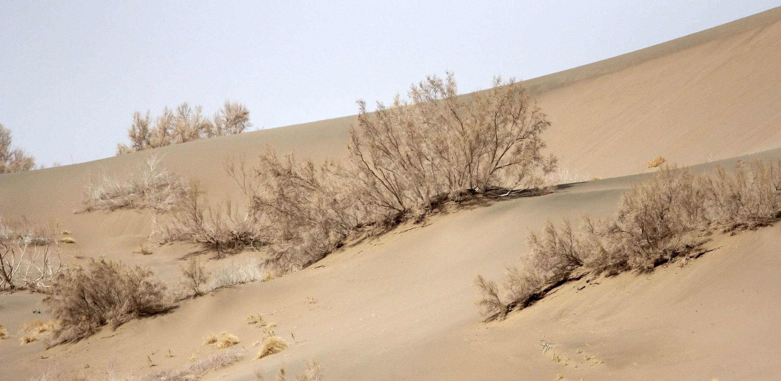 GANSU - DUNES SOUTH OF DUNHUANG - CHINA (37).JPG
