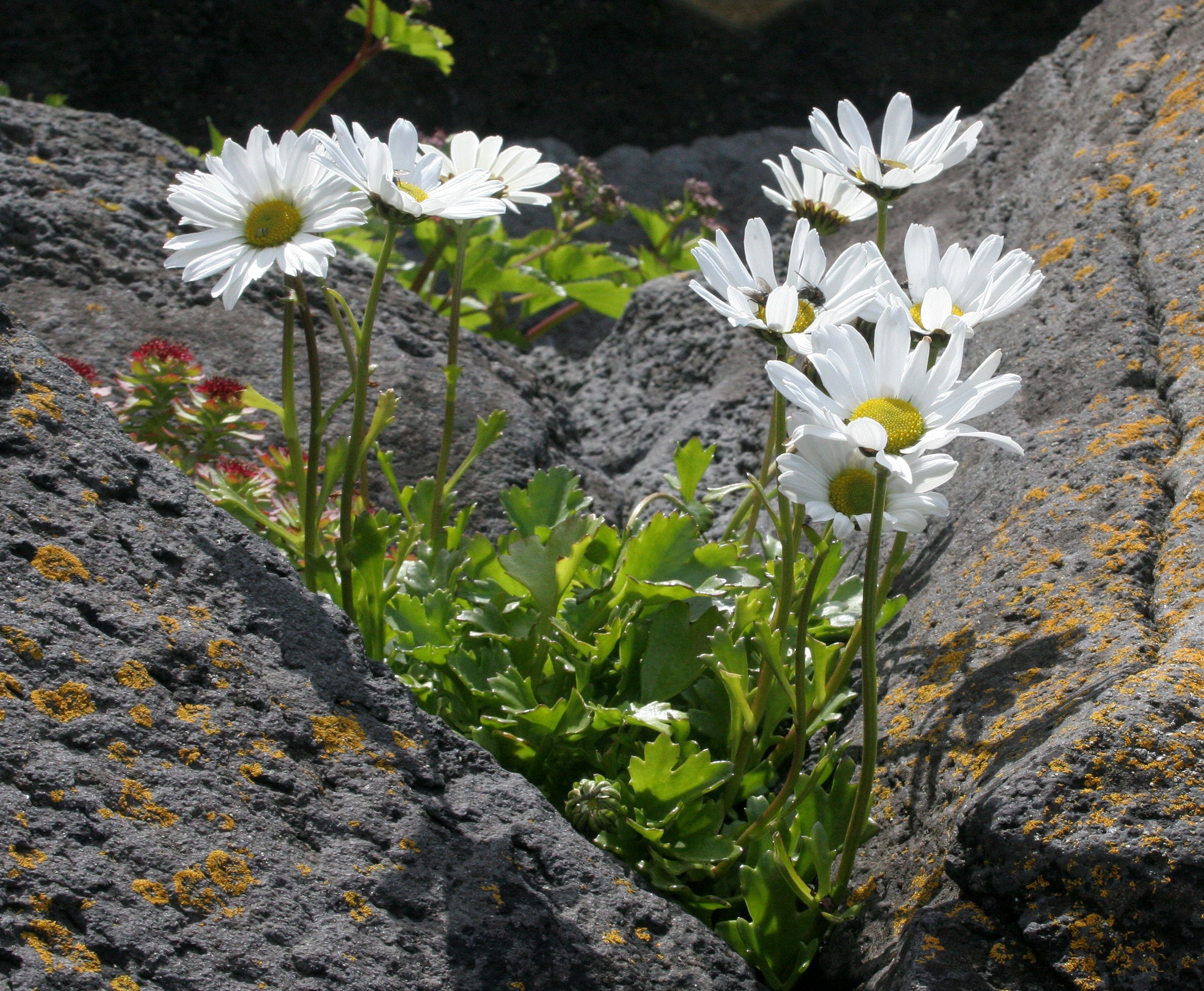 KURIL ISLANDS - FLORA  (96).jpg