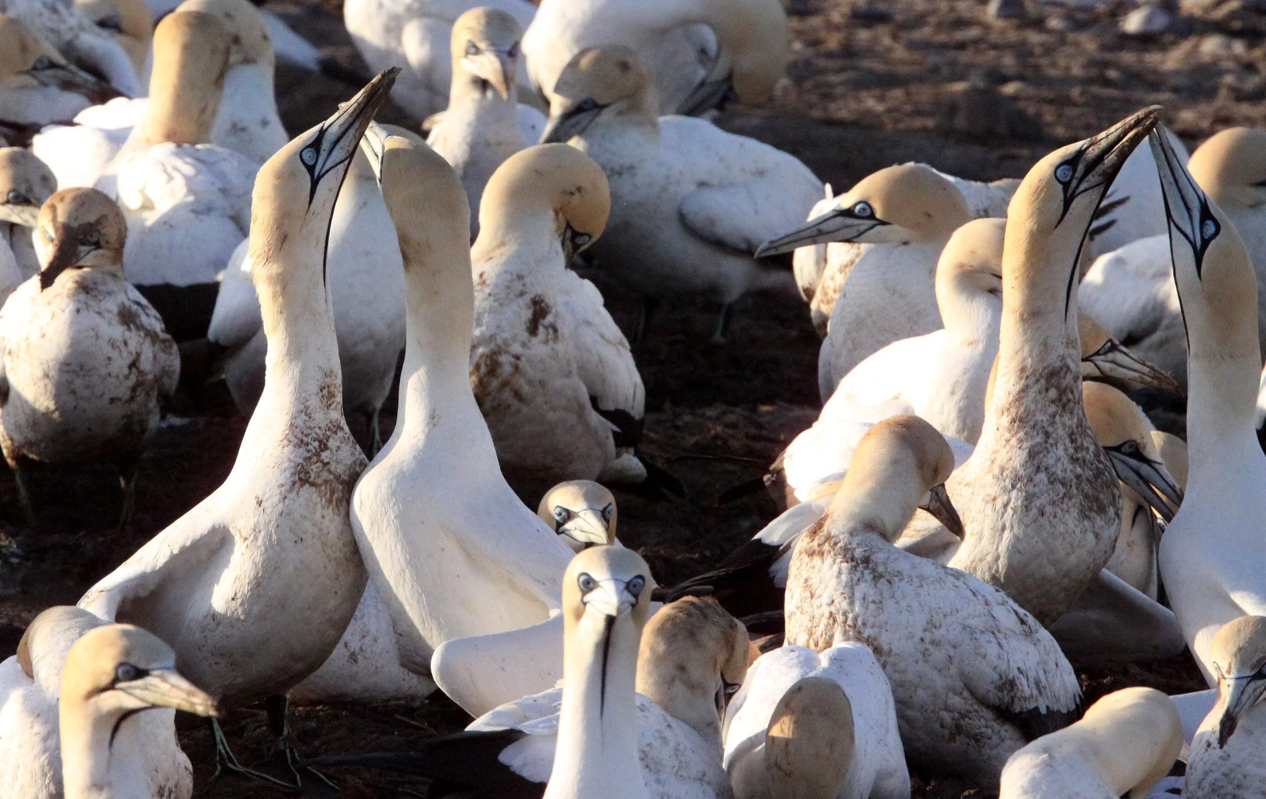 Cape gannet (Morus capensis) Lambert's Bay South Africa (94).JPG