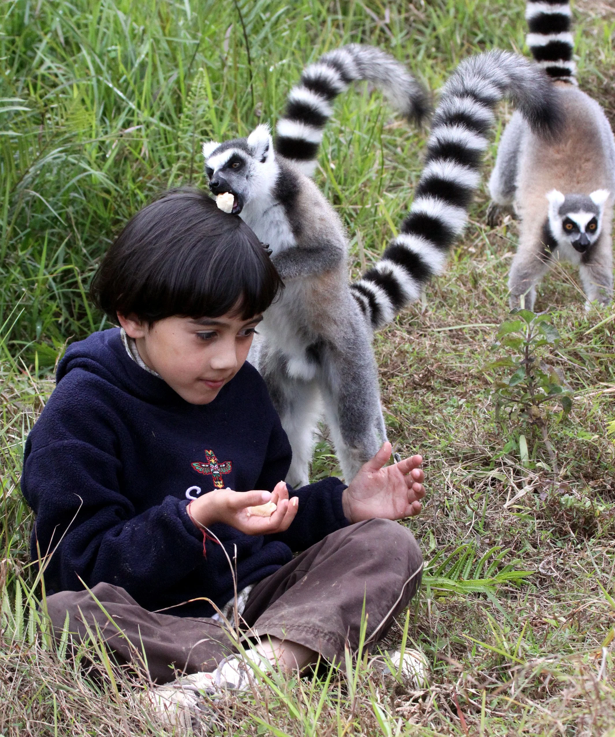 LEMURIDAE - Lemur catta - RING-TAILED LEMUR - ANDISABE NATIONAL PARK MADAGASCAR - VAKONA LODGE (48).JPG