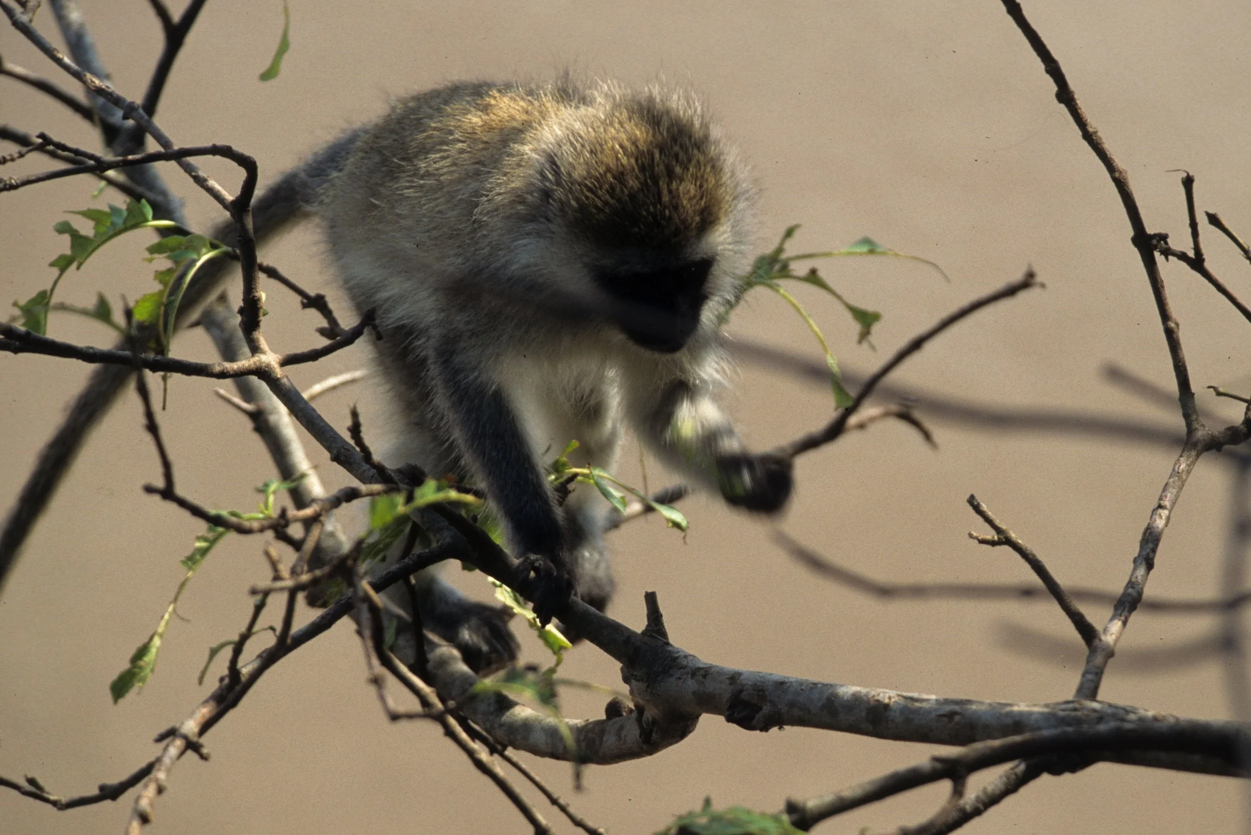 PRIMATE - VERVETMONKEY - SERENGETI 4.jpg