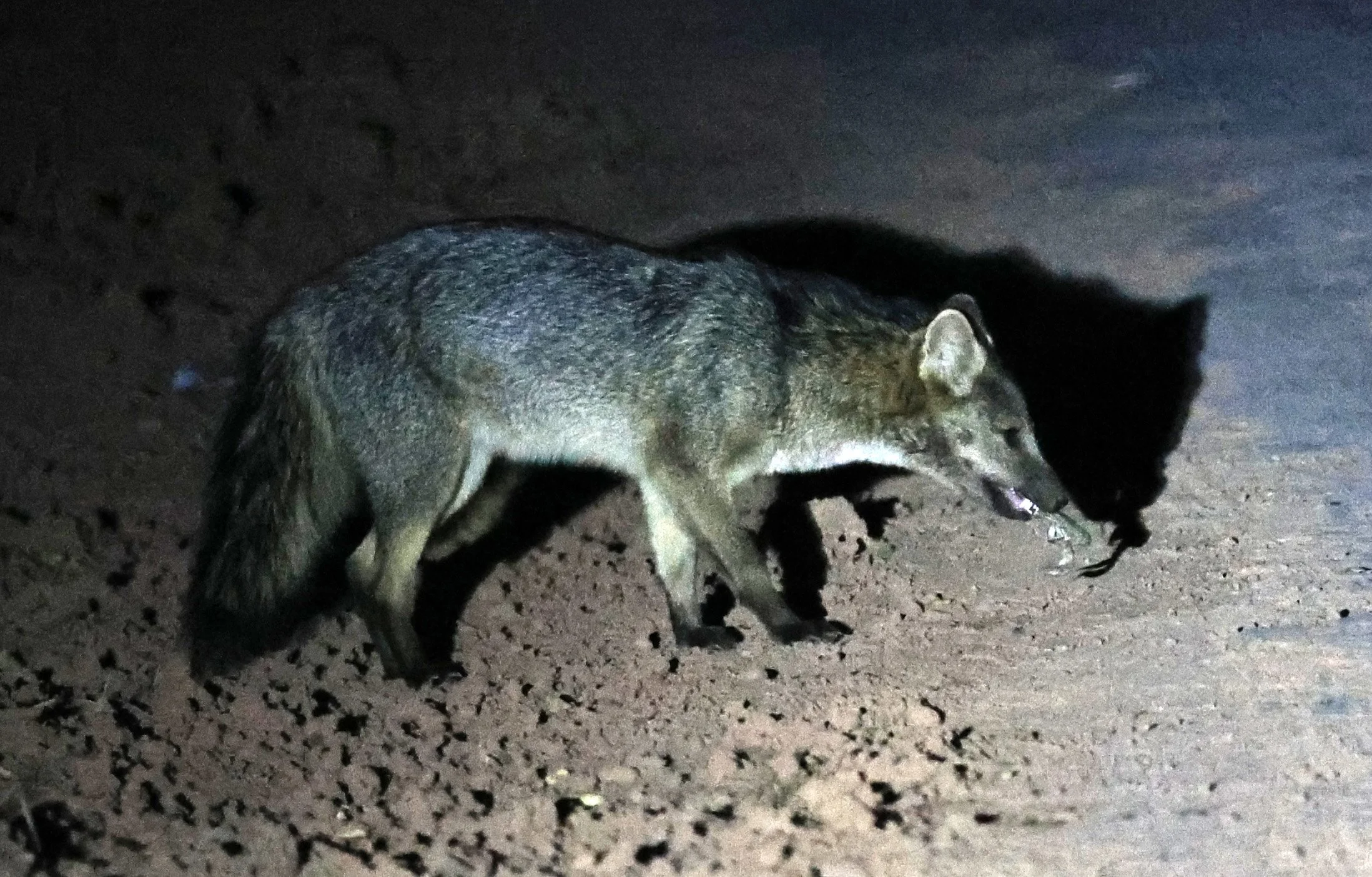 Crab-eating Fox (Cerdocyon thous) Agua Dulce Paraguay (37).jpg
