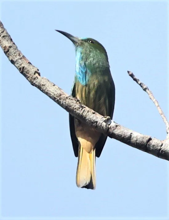 BEE-EATER - BLUE-BEARDED BEE-EATER - Nyctyornis amictus - KAENG KRACHAN NATIONAL PARK 16 OCT 2021 (11).jpg