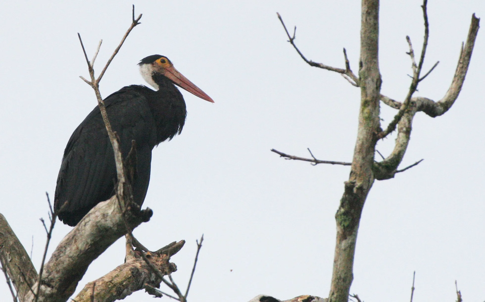 STORK - STORM'S STORK - Ciconia stormi - KINABATANGAN RIVER BORNEO (2).JPG