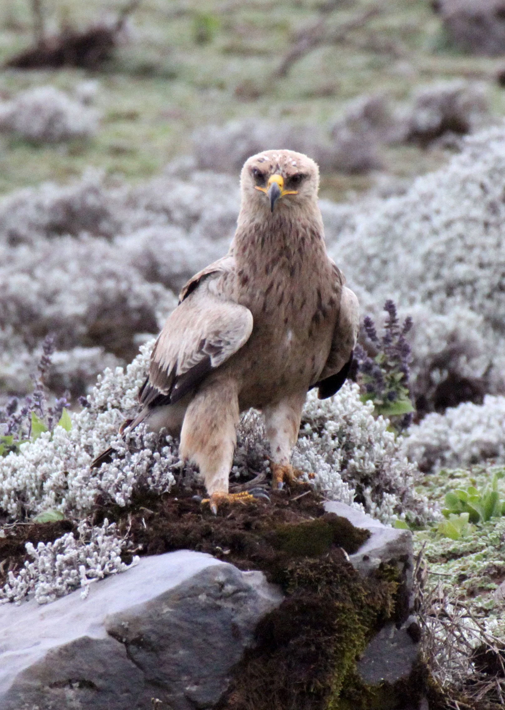 Aquila rapax - TAWNY EAGLE - BALE MOUNTAINS NATIONAL PARK ETHIOPIA aa2 (13).JPG