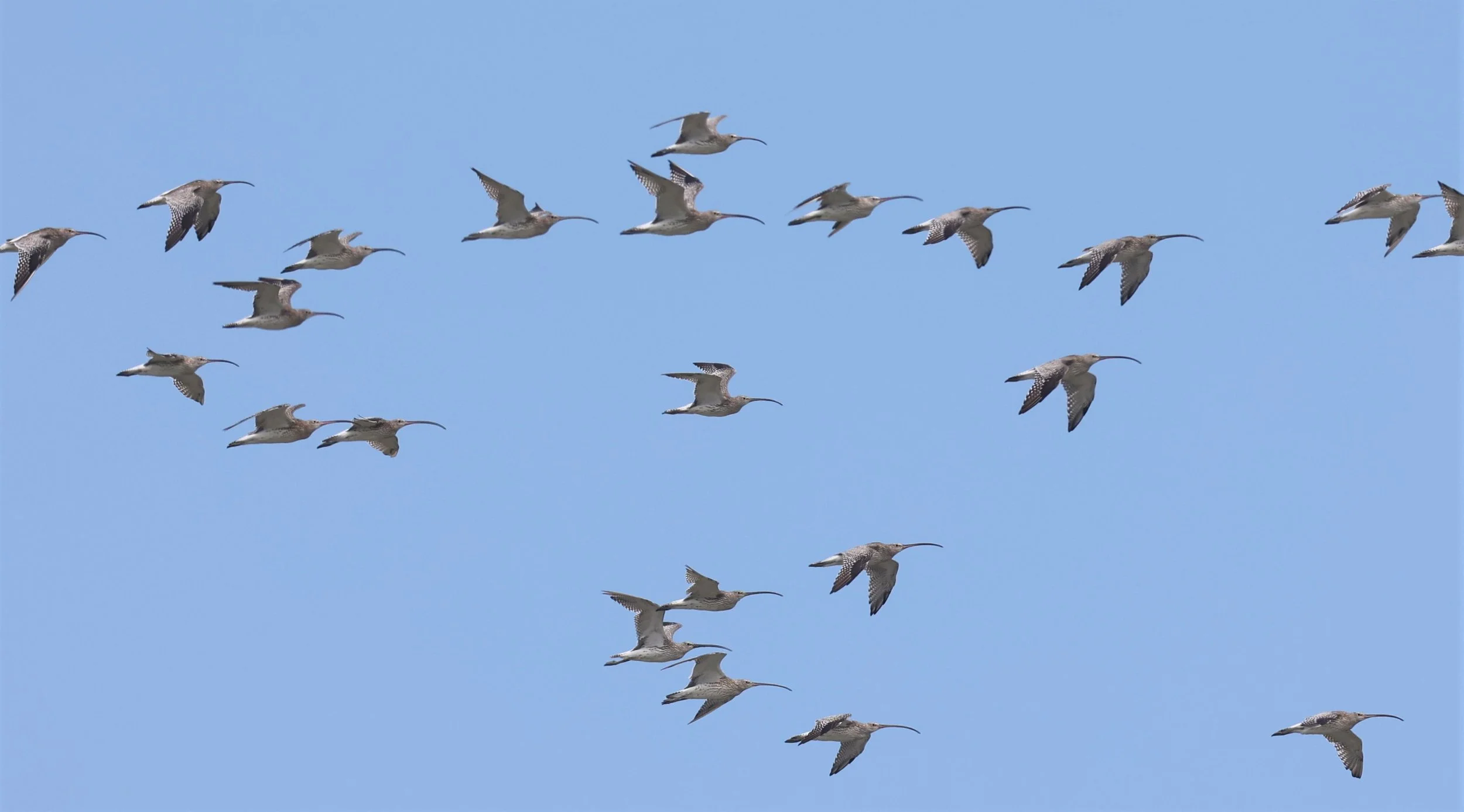 CURLEW - EURASIAN CURLEW - Numenius arquata - PAK THALE 16 & 19 OCTOBER 2021 (9).jpg