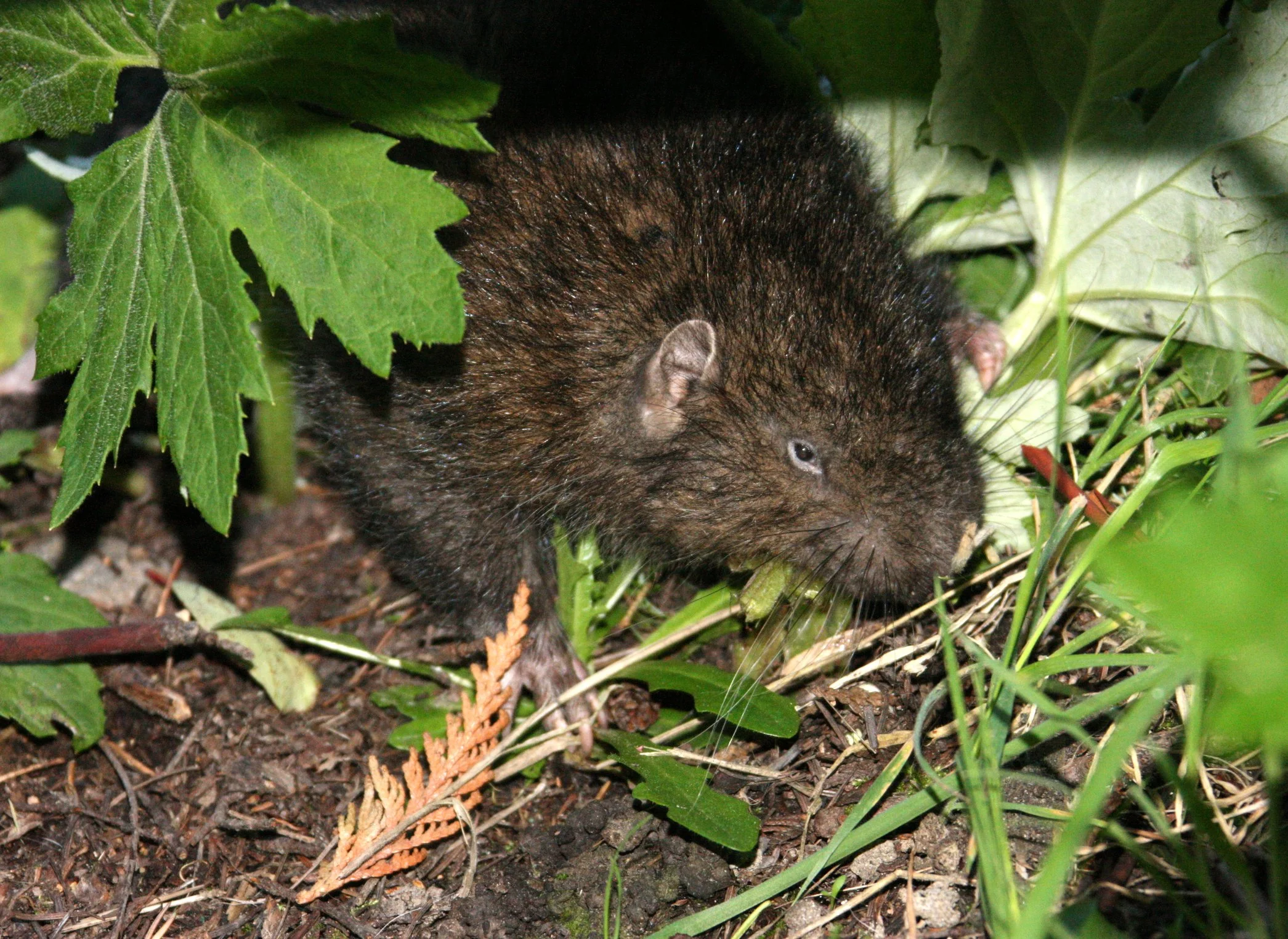 RODENT - MOUNTAIN BEAVER - LAKE FARM WASHINGTON (4).JPG
