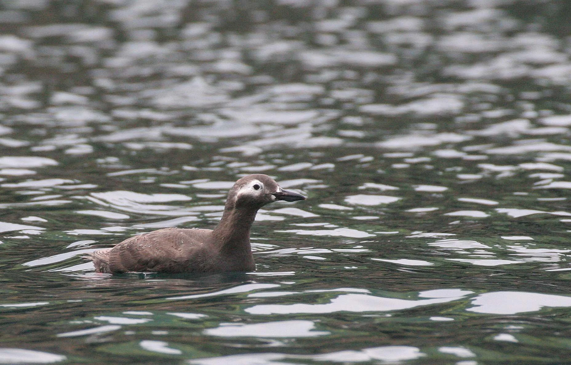Cepphus carbo - SPECTACLED GUILLEMOT - MONERON ISLAND RUSSIA (25).jpg