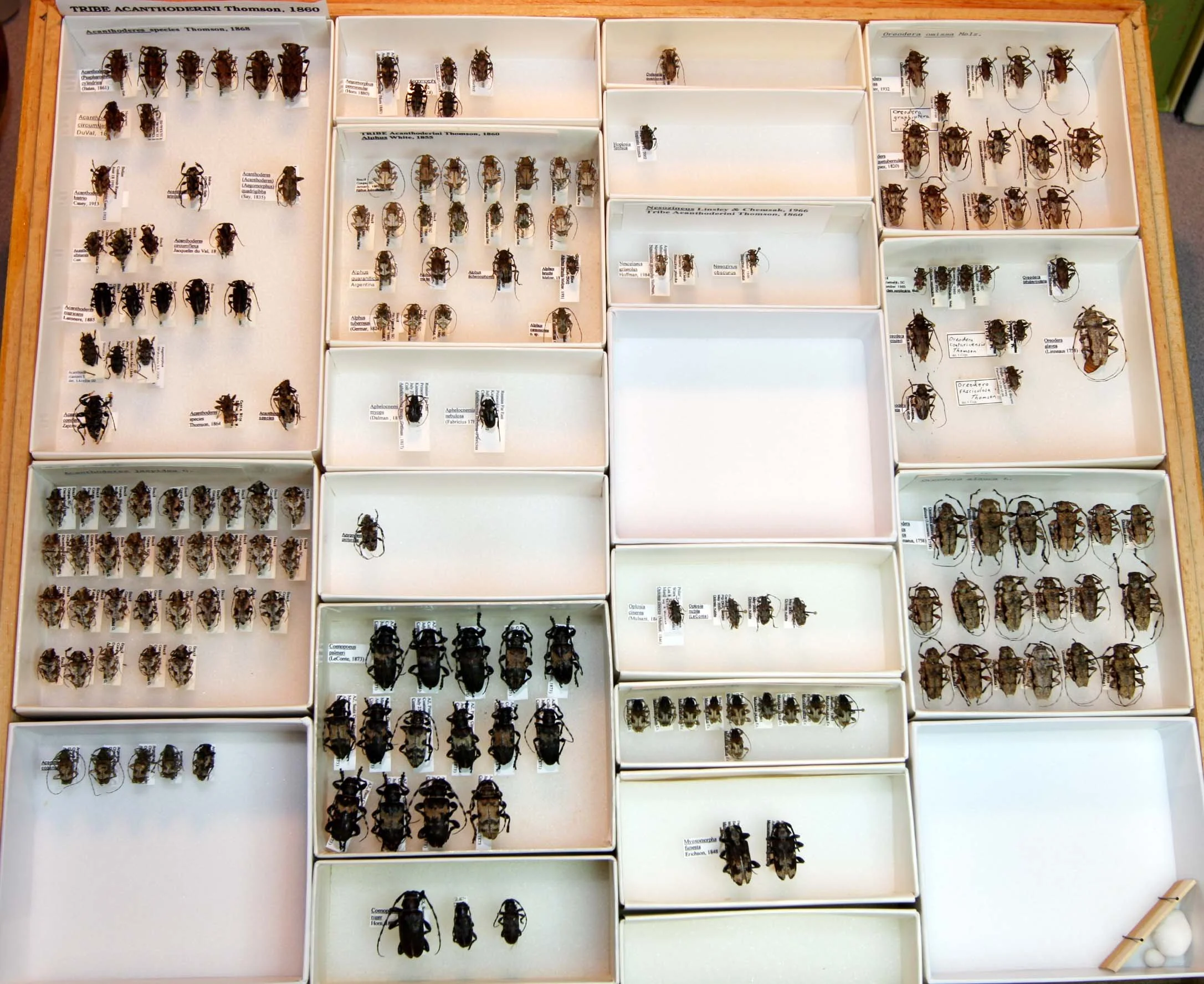 3 Lamiinae - Acanthoderini.JPG