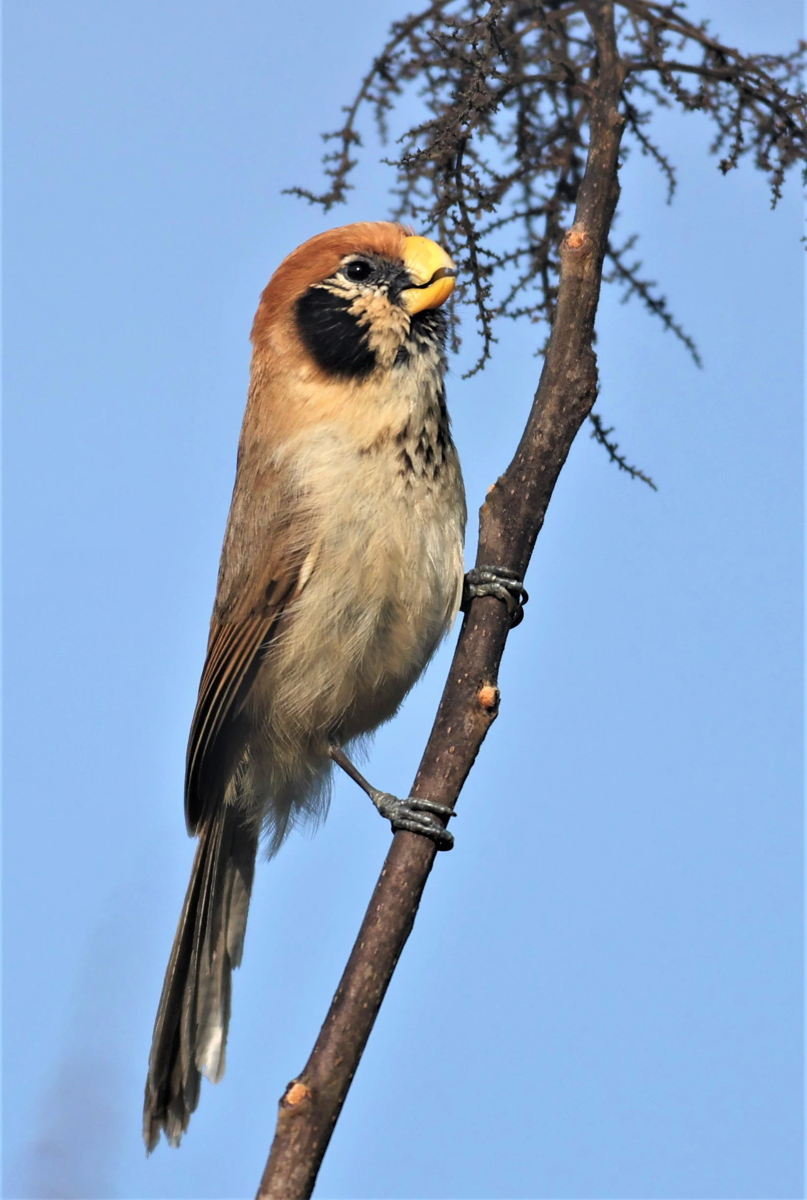 PARROTBILL - SPOT-BREASTED PARROTBILL - Paradoxornis guttaticollis - DOI SAN JU (DOI LANG WEST) FEB 2022 (16).jpg