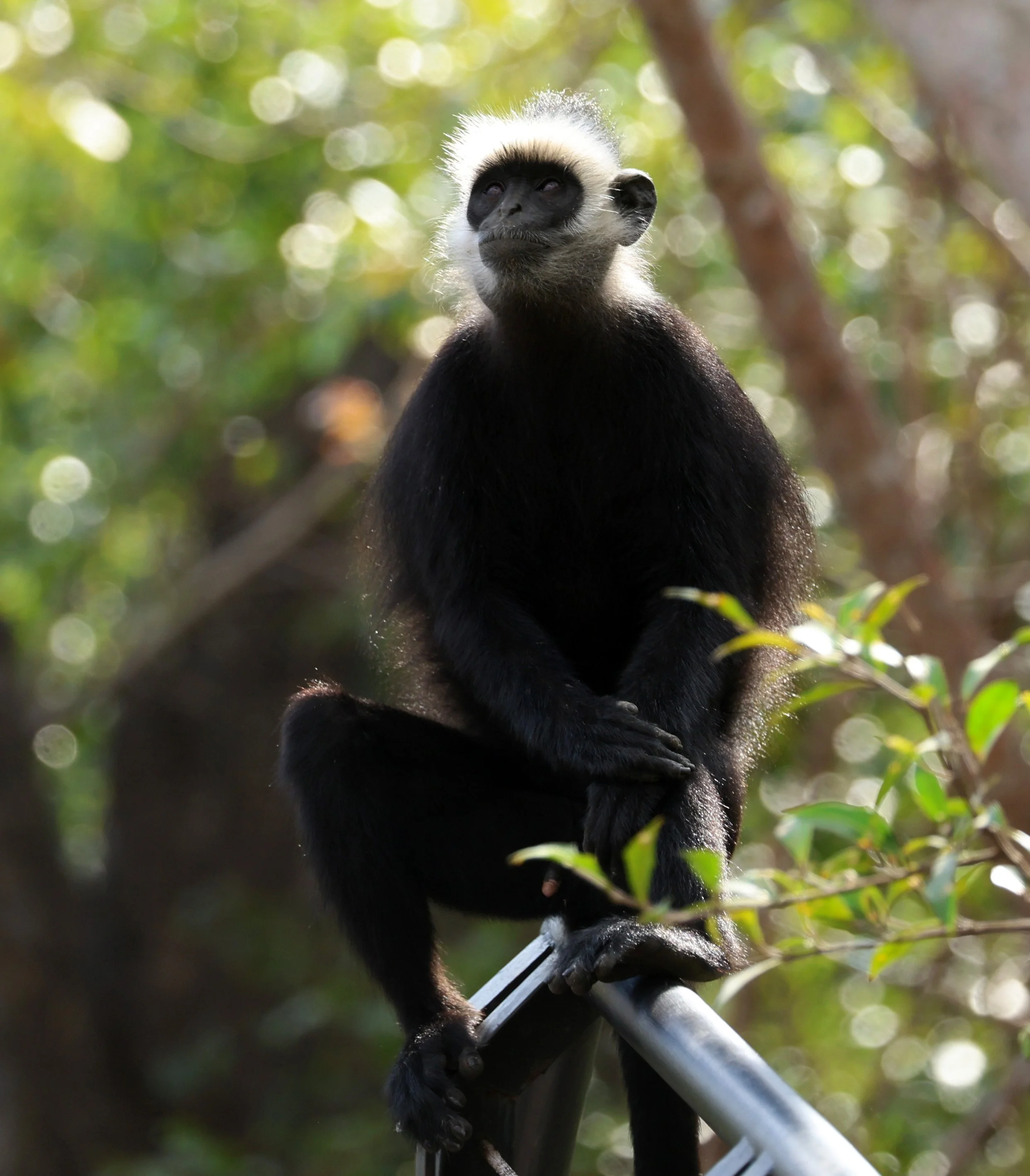 Laotian Langur or White-browed Black Langur (Trachypithecus laotum) The Rock Viewpoint, Khammouane Province Laos (165).jpg