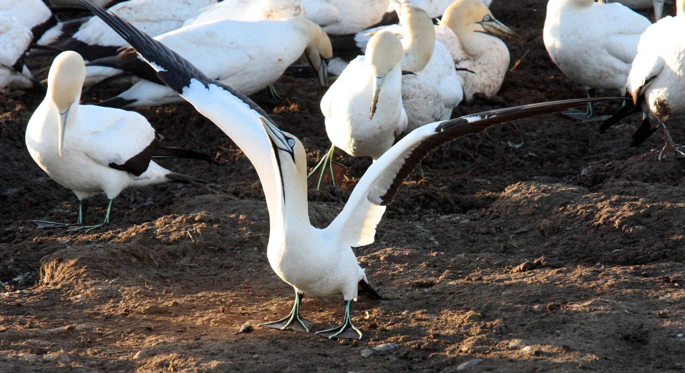 Cape gannet (Morus capensis) Lambert's Bay South Africa (118).JPG