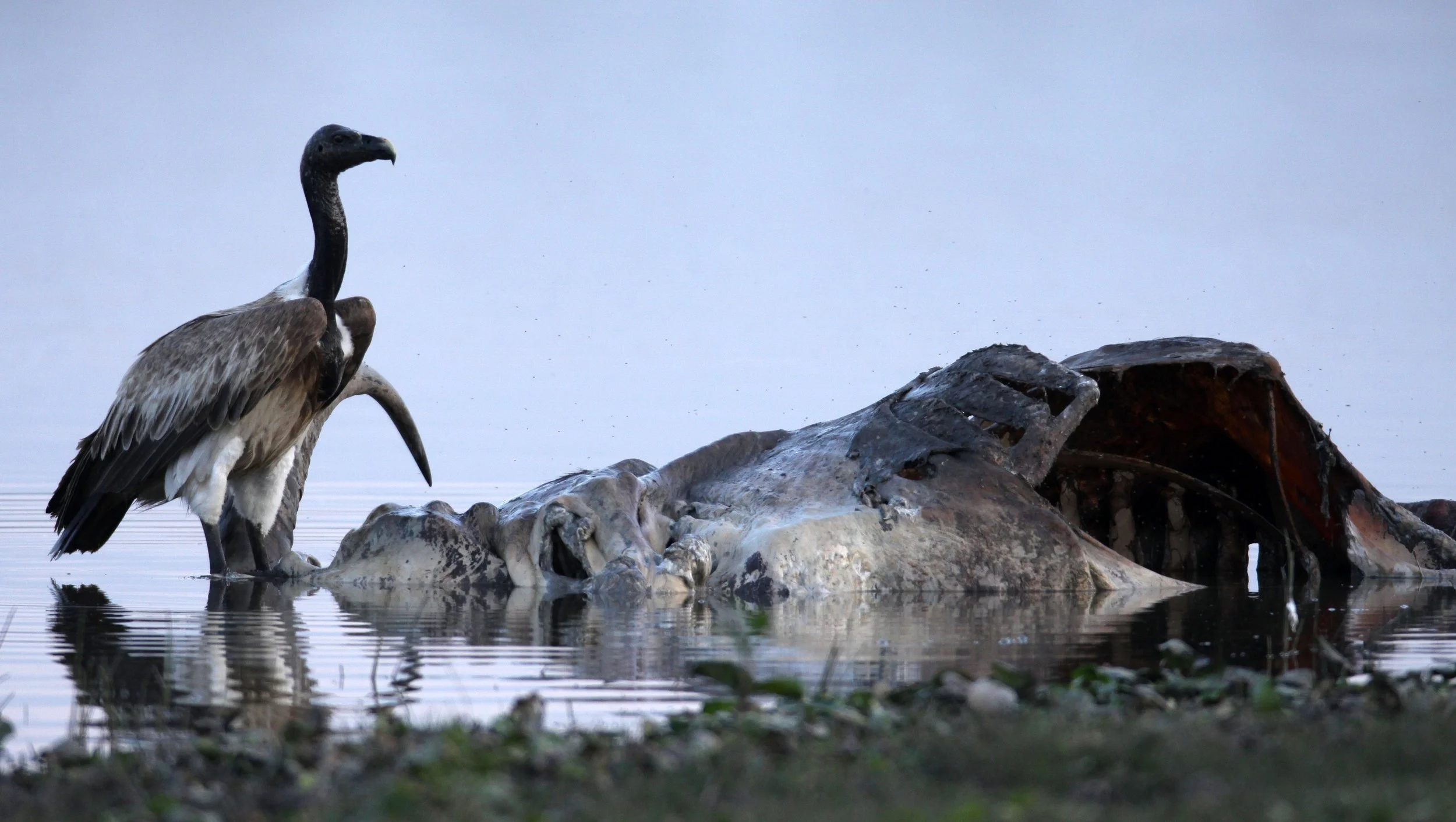 Gyps tenuirostris - SLENDER-BILLED VULTURE - KAZIRANGA NATIONAL PARK ASSAM INDIA (14).JPG