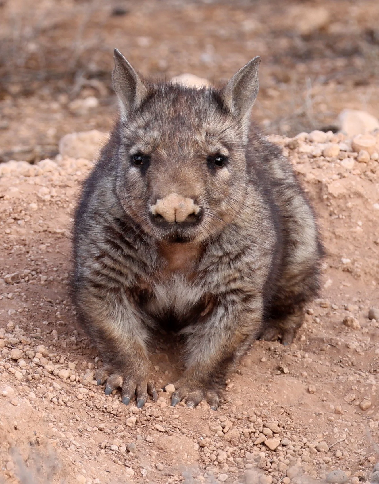 Southern Hairy-nosed Wombat (Lasiorhinus latifrons) Brookfield Conservation Area - South Australia 